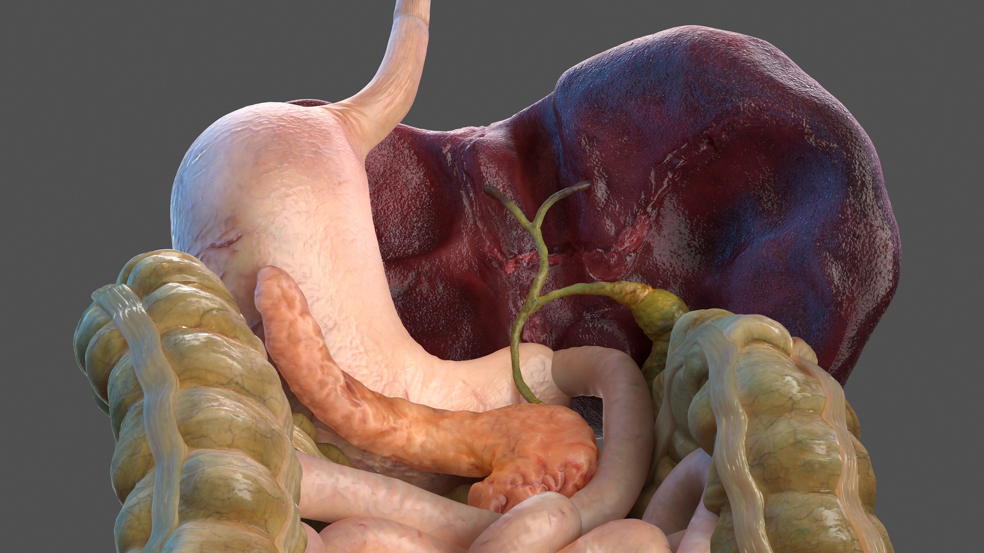 3D Human Stomach and Small Inestines model