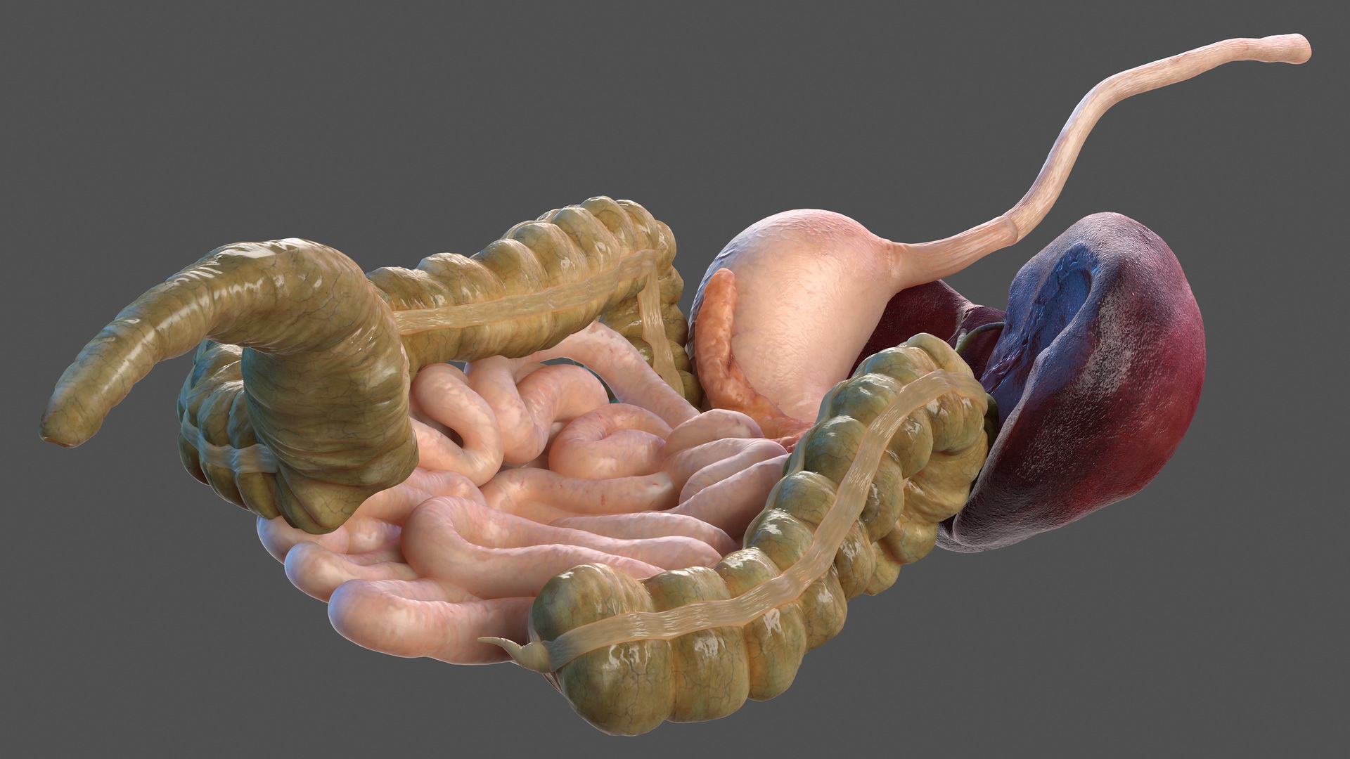3D Human Stomach and Small Inestines model