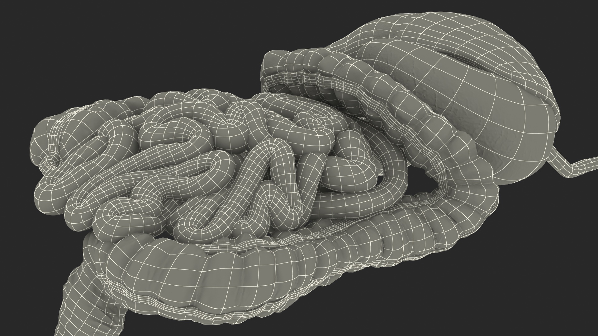 3D Human Stomach and Small Inestines model