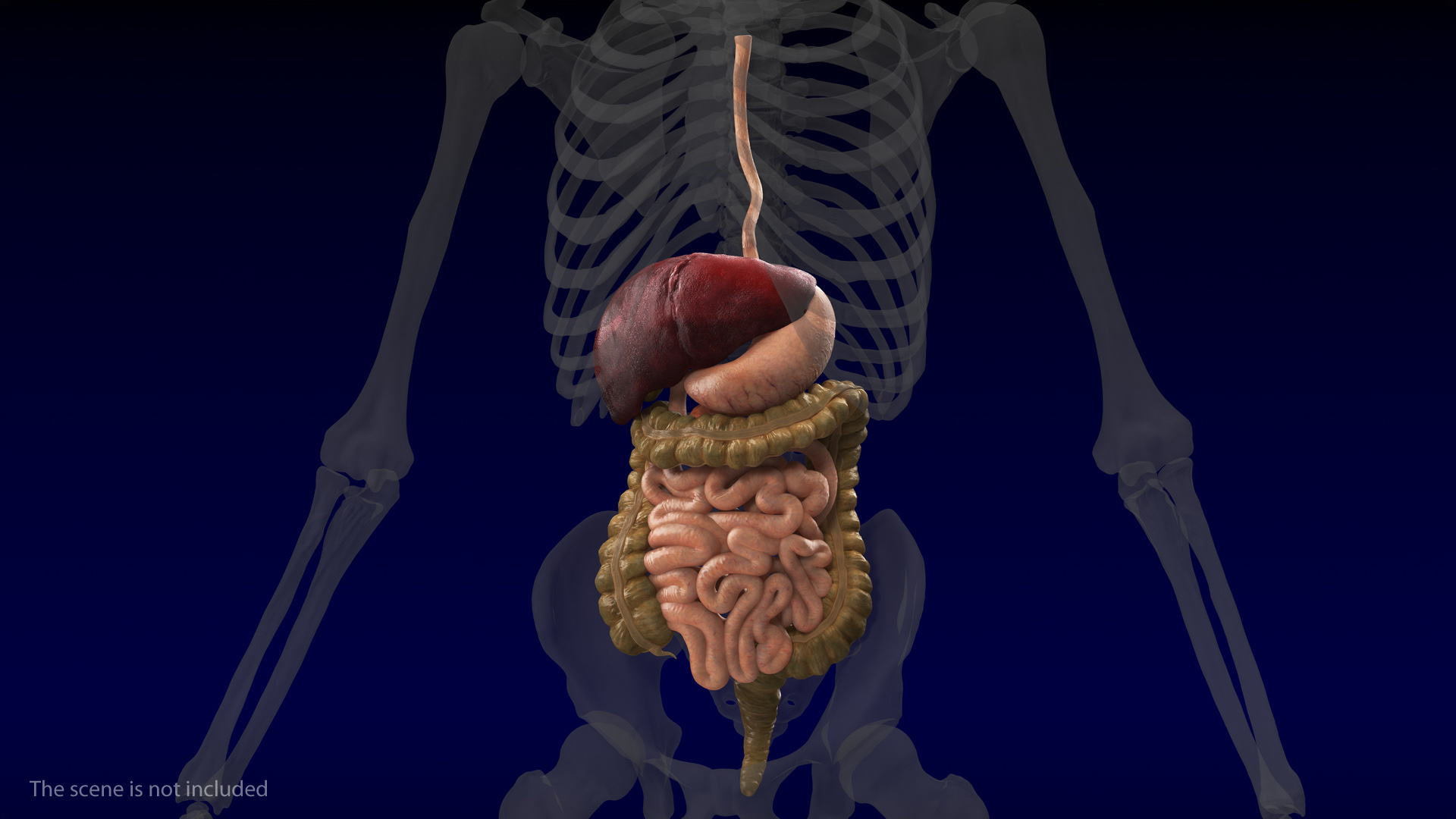 3D Human Stomach and Small Inestines model