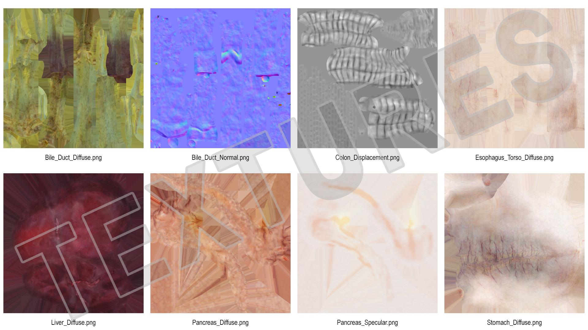 3D Human Stomach and Small Inestines model