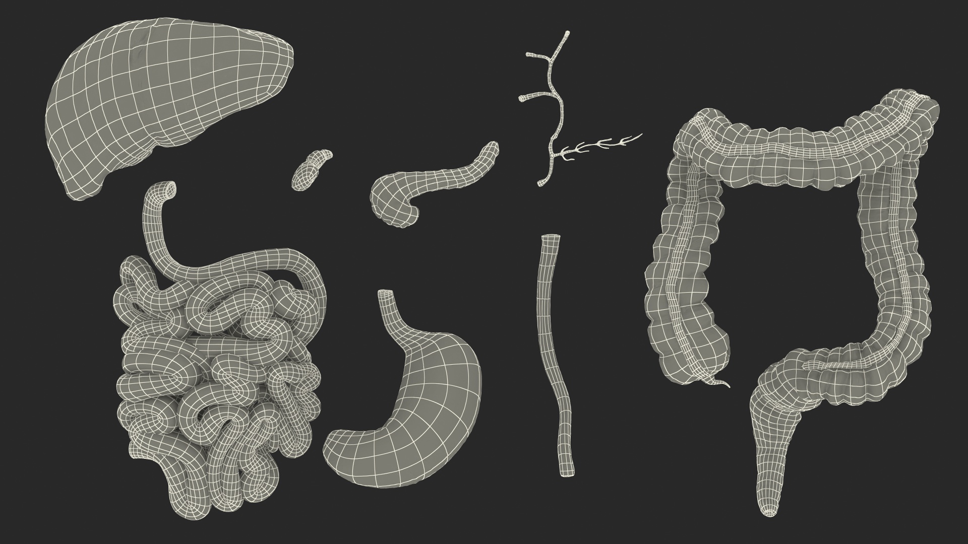 3D Human Stomach and Small Inestines model
