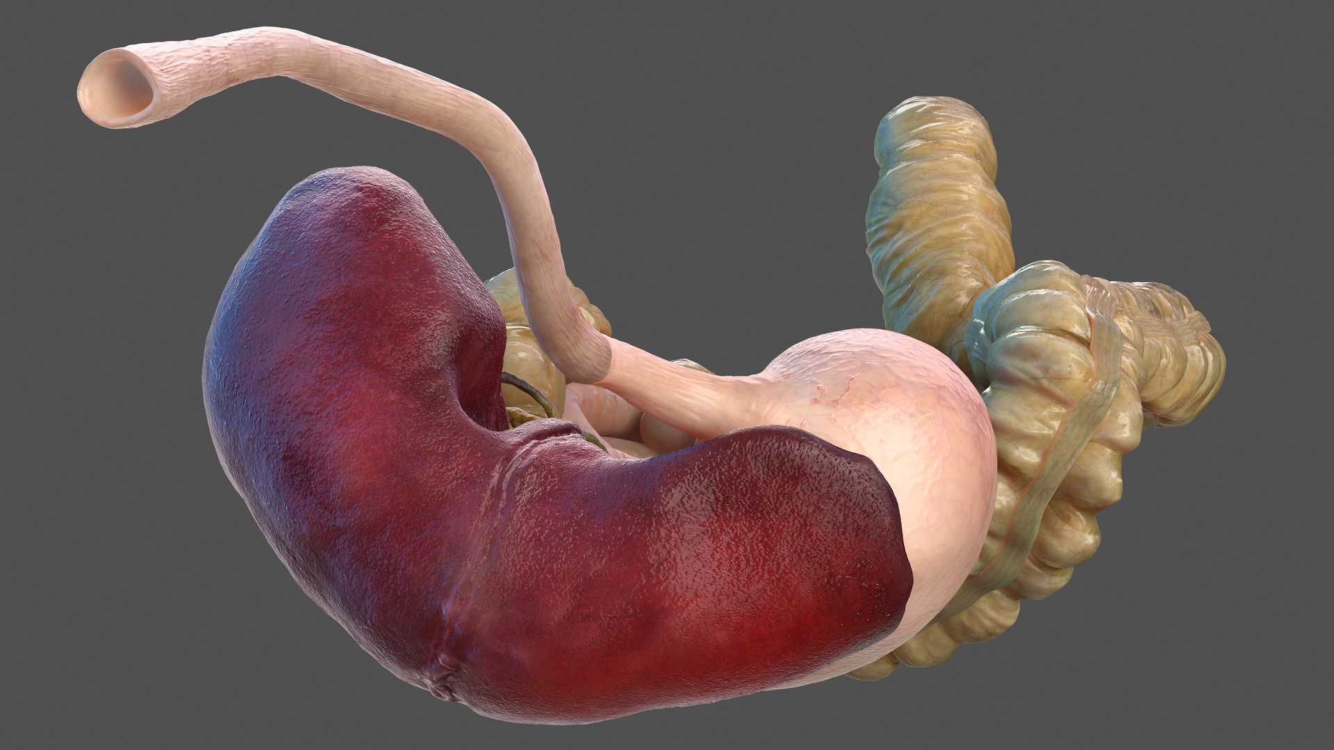3D Human Stomach and Small Inestines model