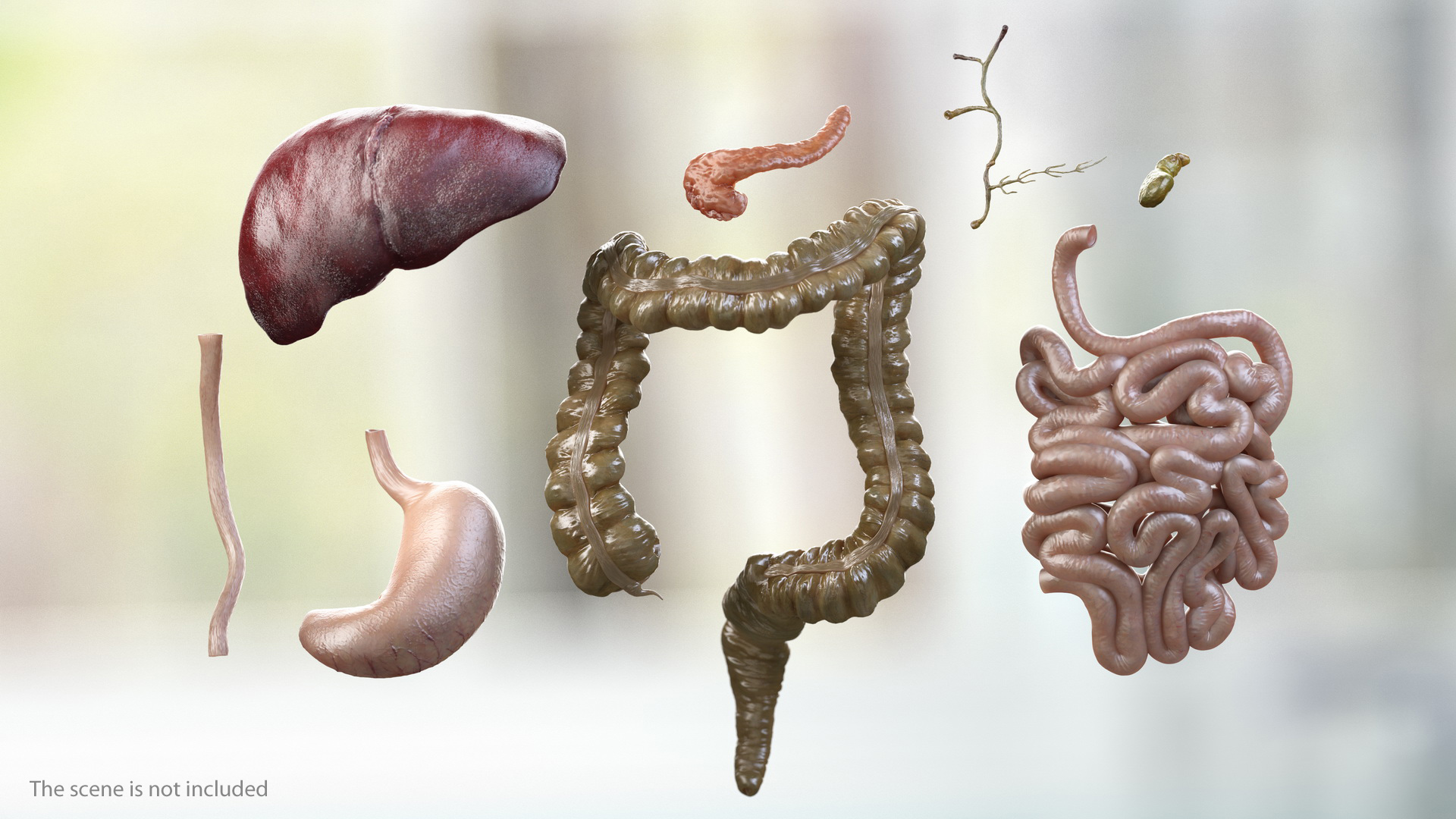 3D Human Stomach and Small Inestines model