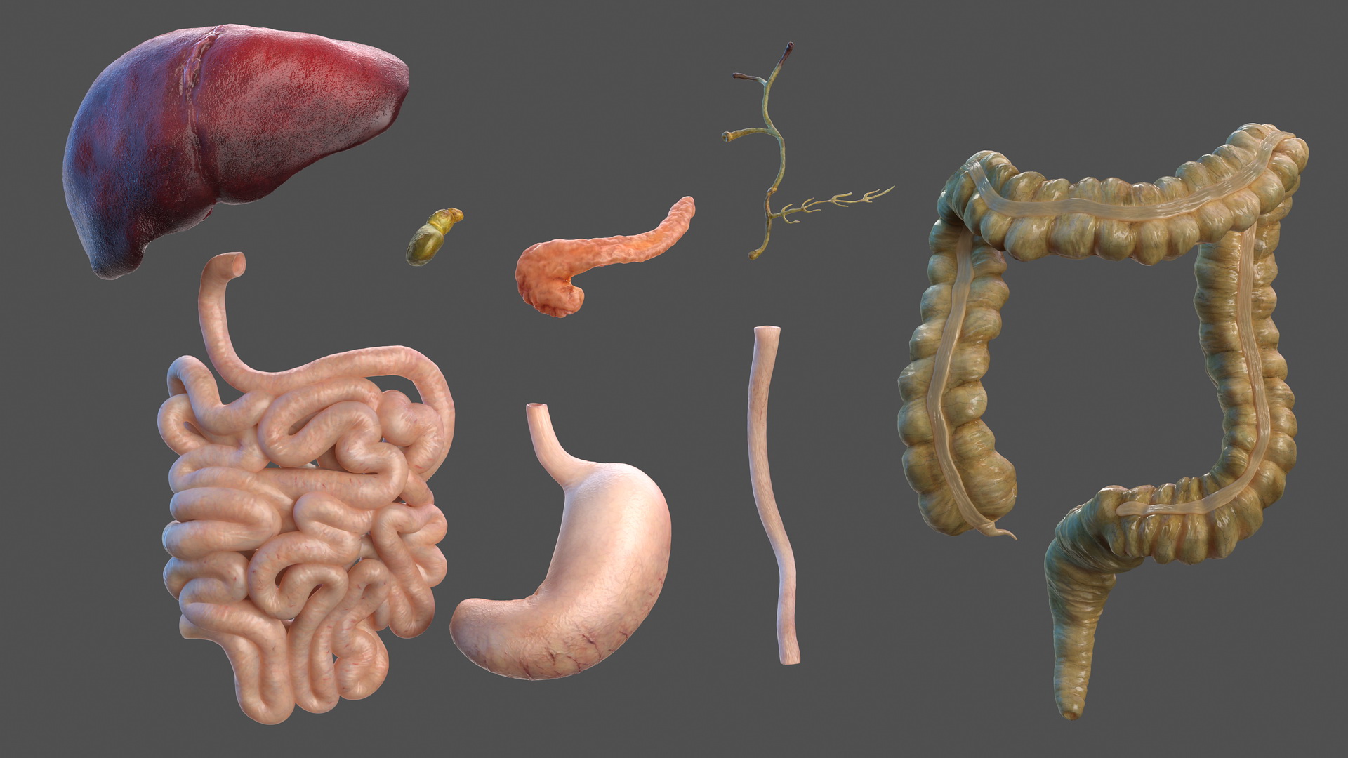 3D Human Stomach and Small Inestines model