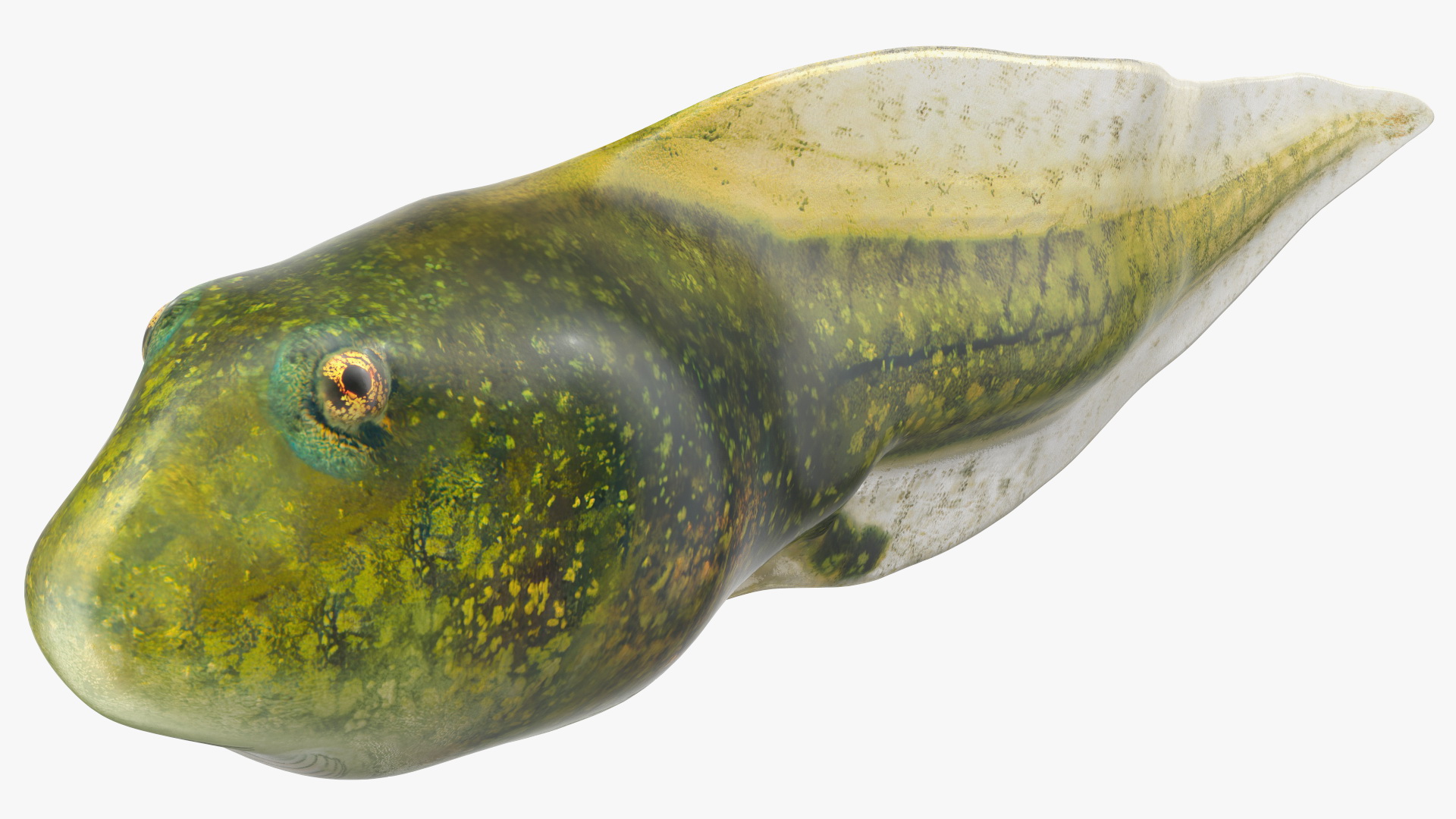 Tadpole 3D model
