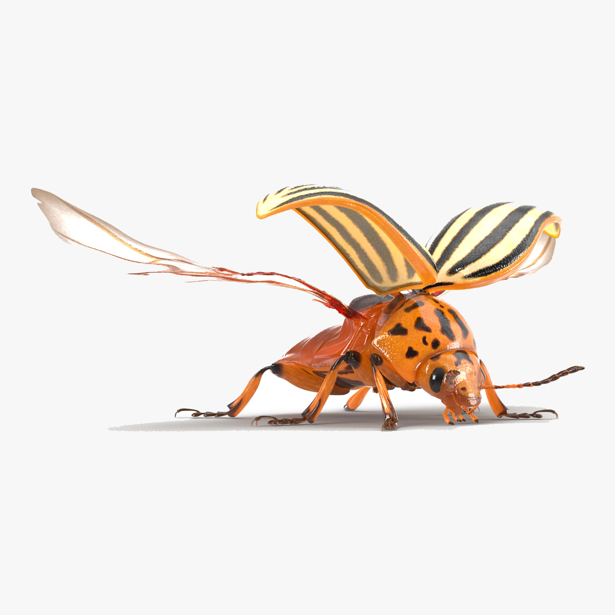 3D model Colorado Potato Beetle 2 Rigged for Cinema 4D
