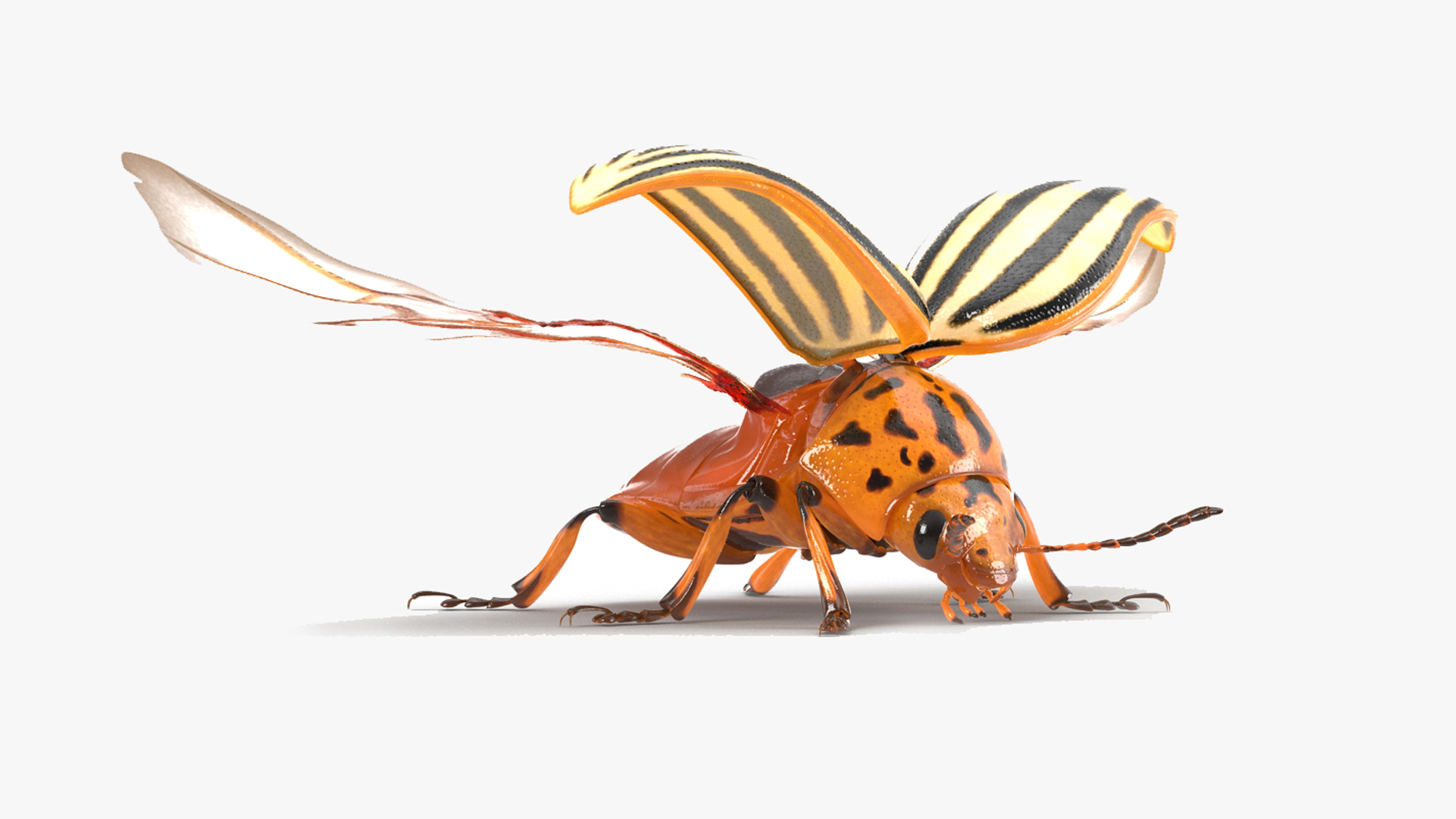 3D model Colorado Potato Beetle 2 Rigged for Cinema 4D