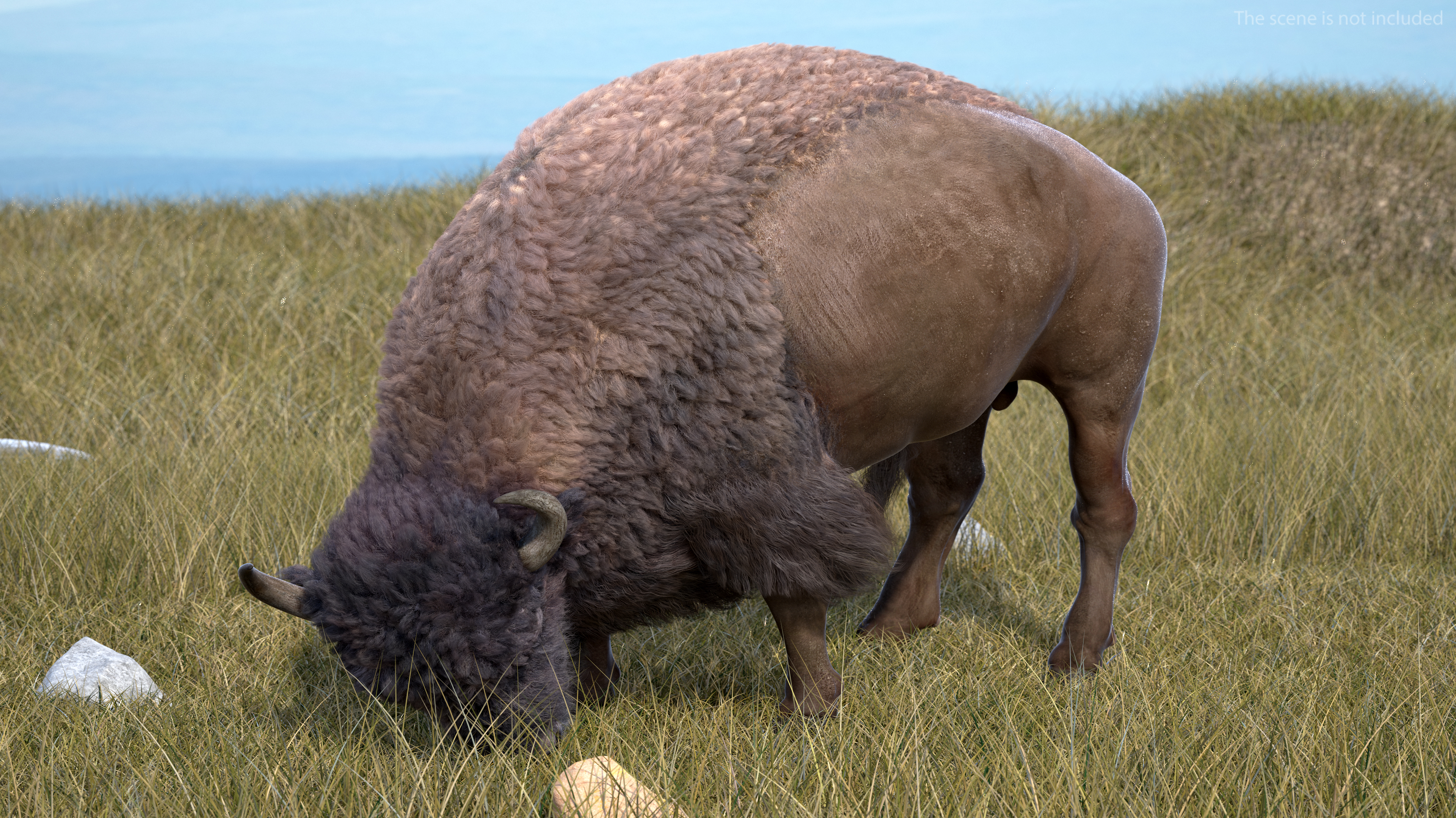 3D Grazing American Bison Bull with Fur