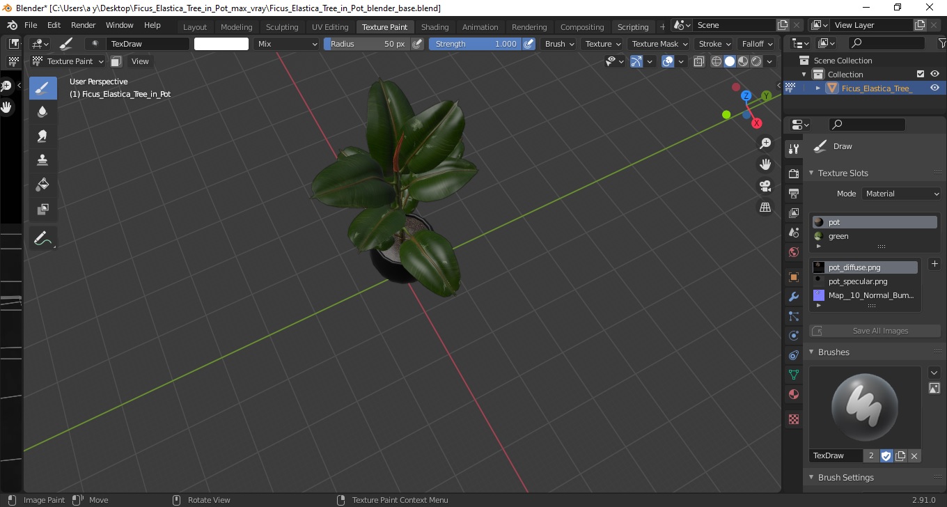 3D Ficus Elastica Tree in Pot