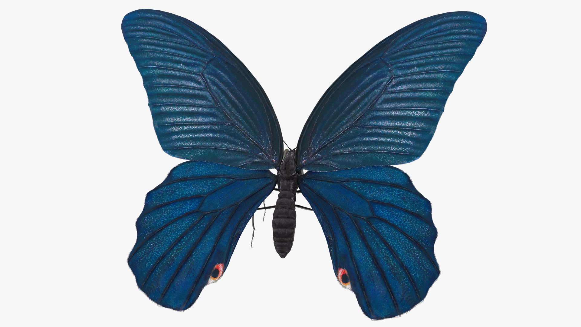 3D Papilio Protenor Butterfly Male