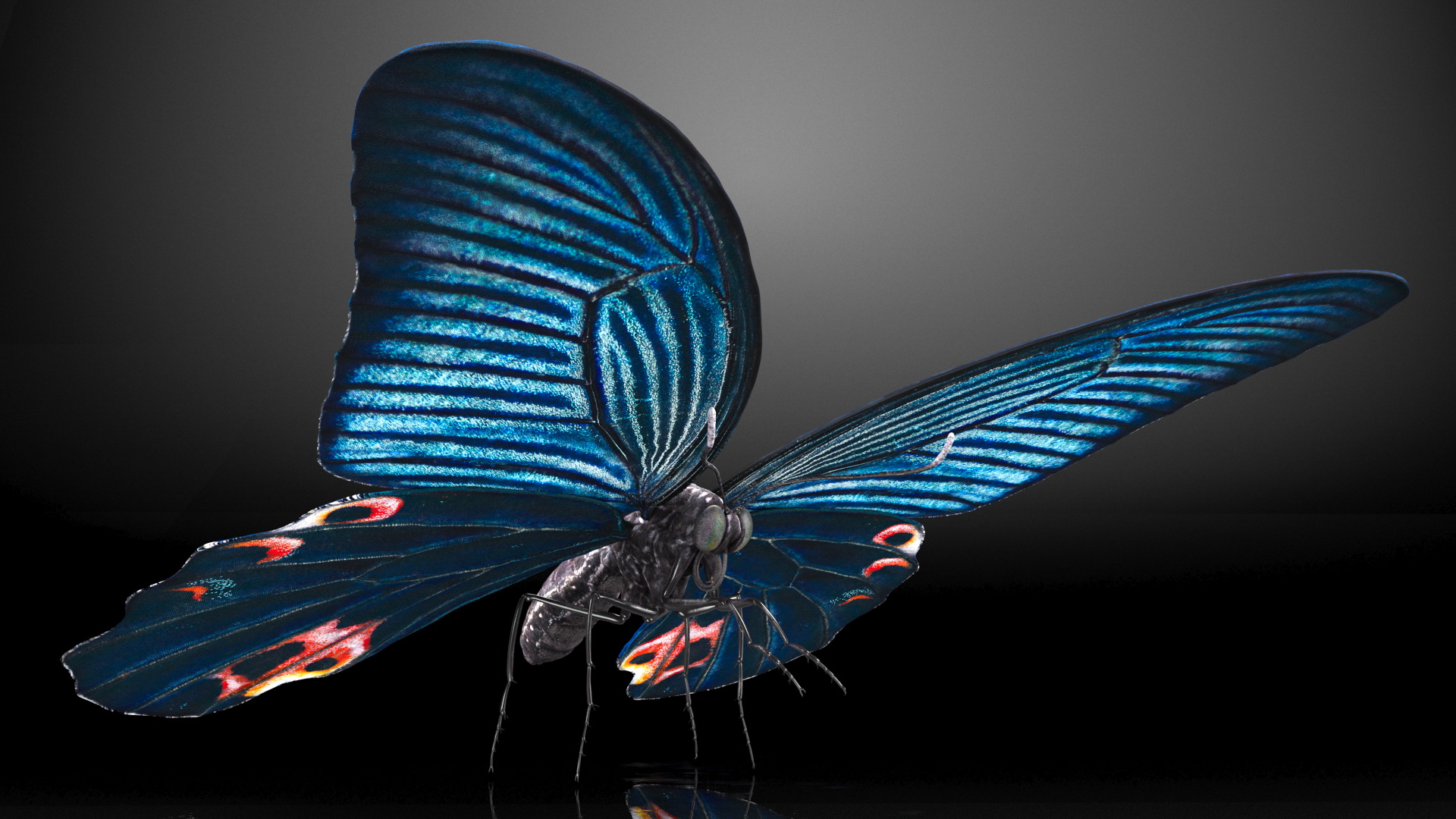 3D Papilio Protenor Butterfly Male
