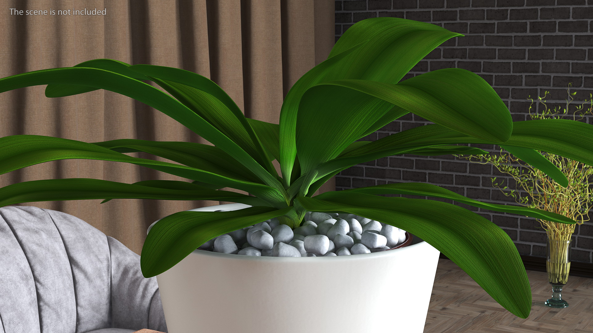 3D model Cordyline Glauca Plant in White Pot