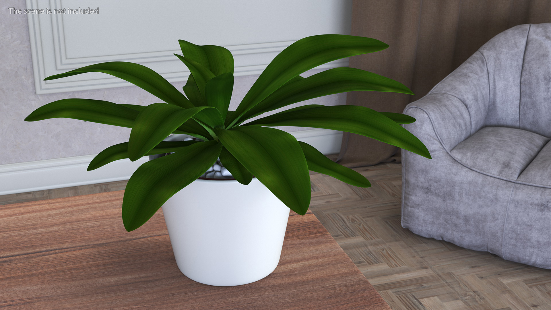 3D model Cordyline Glauca Plant in White Pot