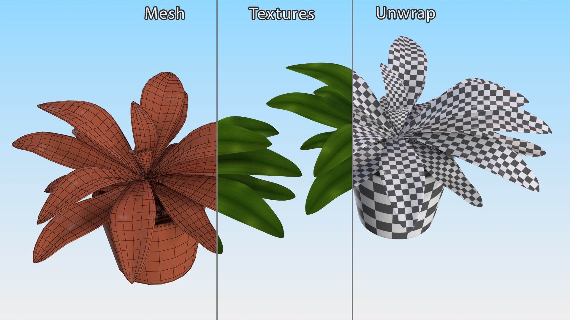 3D model Cordyline Glauca Plant in White Pot