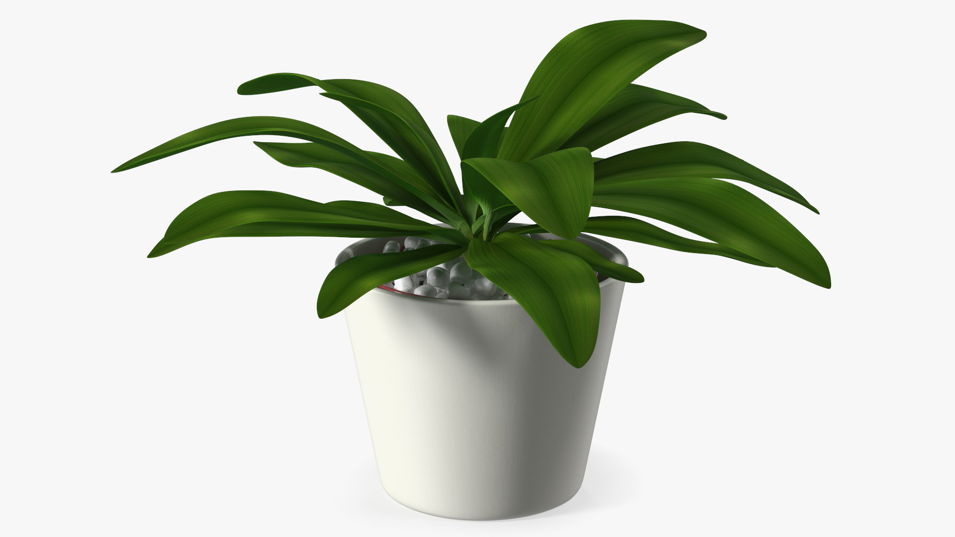 3D model Cordyline Glauca Plant in White Pot