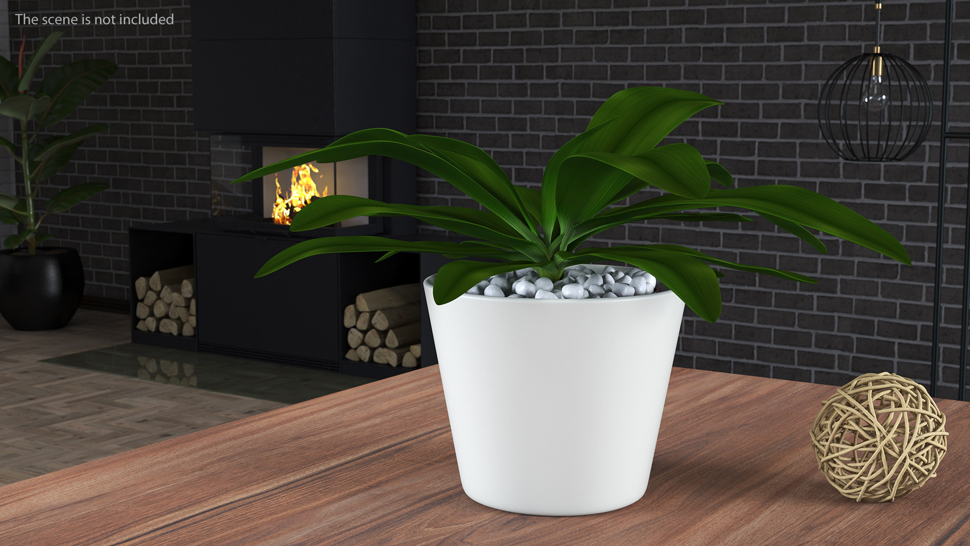 3D model Cordyline Glauca Plant in White Pot
