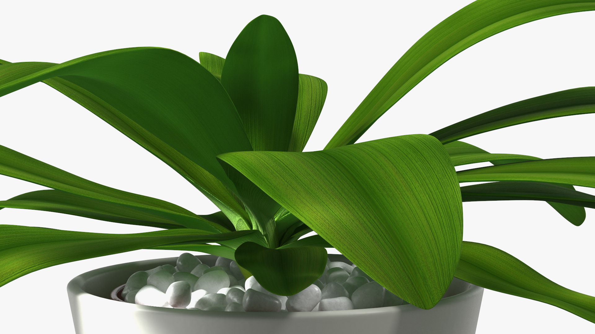 3D model Cordyline Glauca Plant in White Pot
