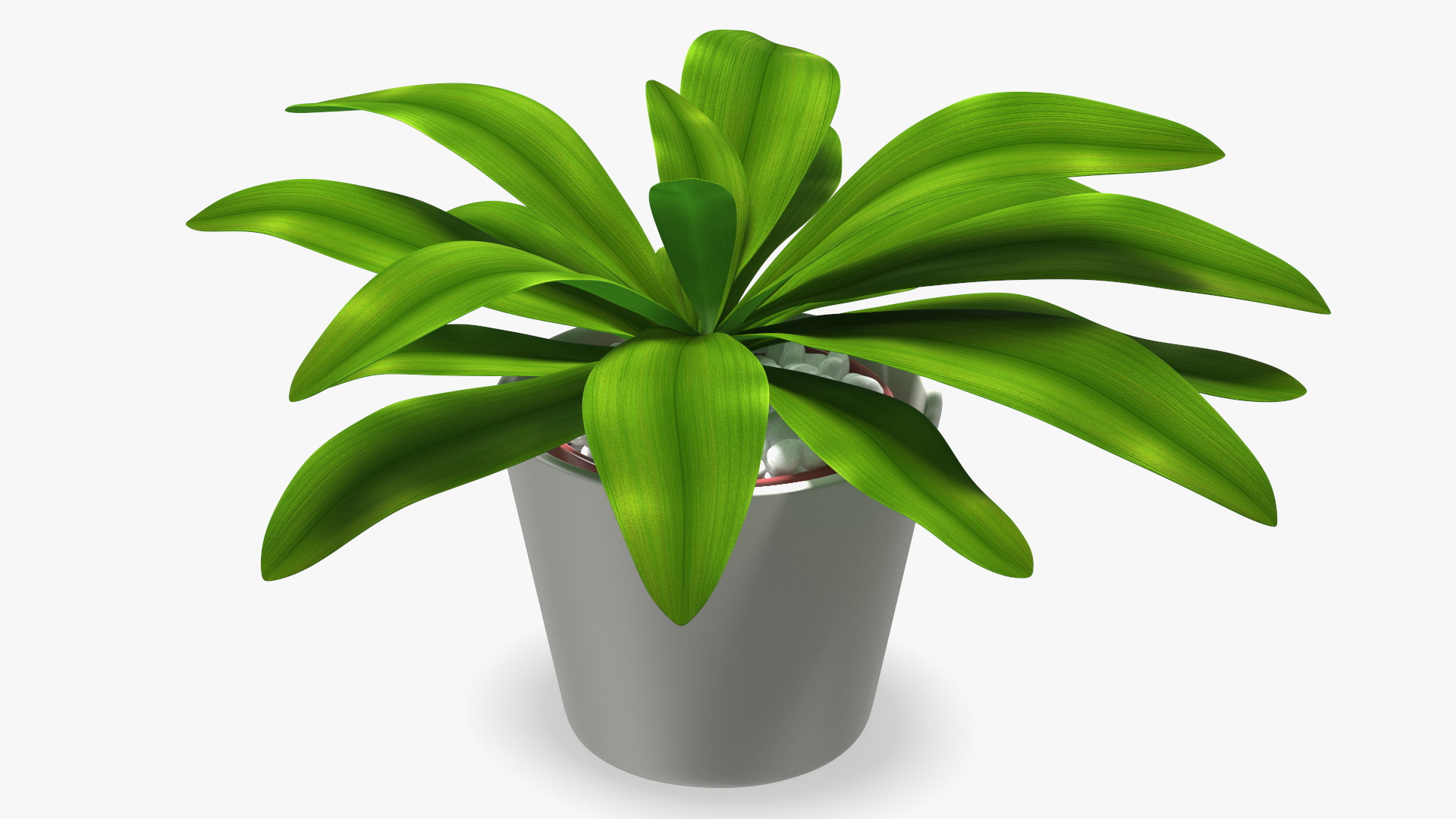 3D model Cordyline Glauca Plant in White Pot