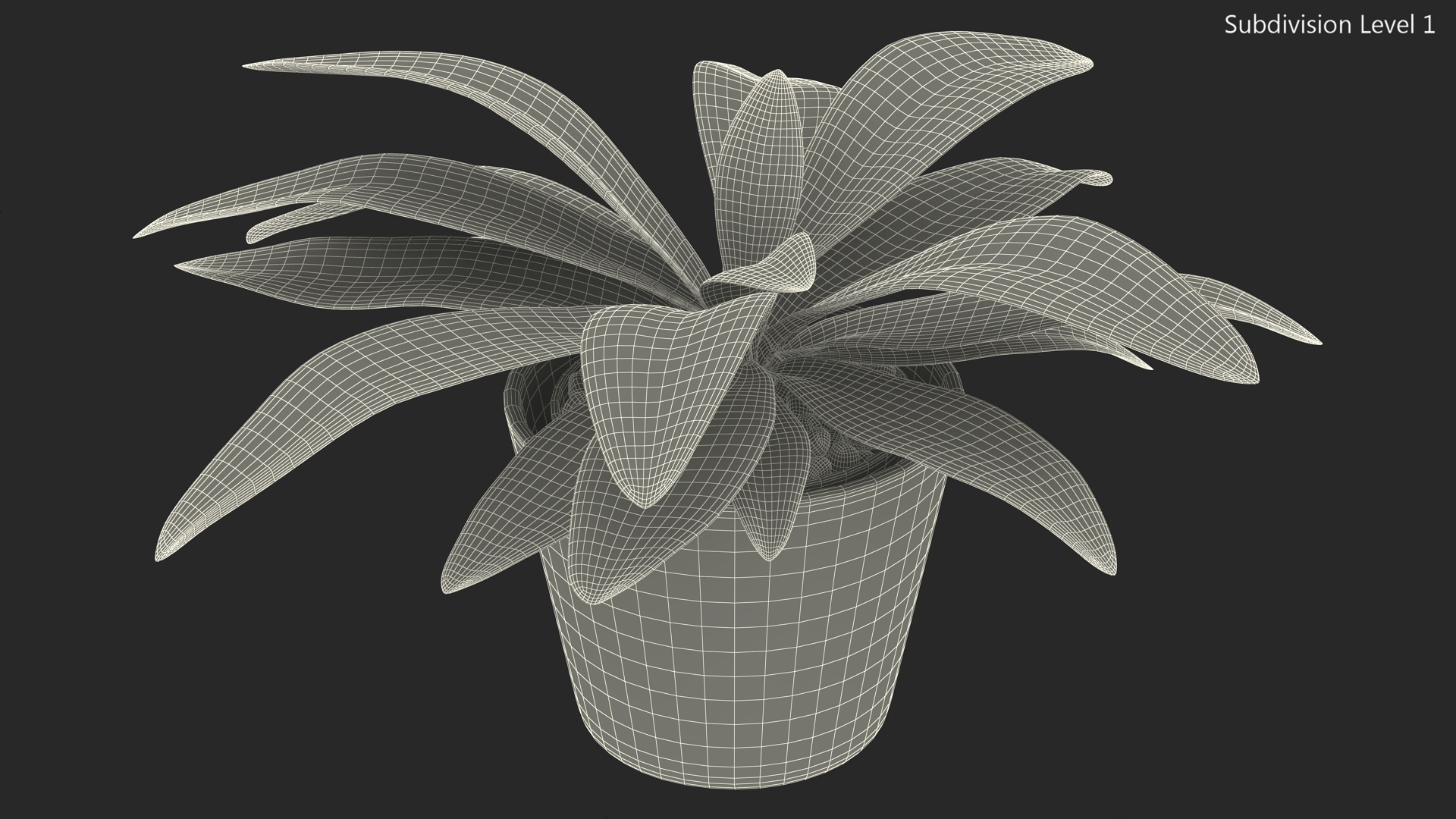 3D model Cordyline Glauca Plant in White Pot