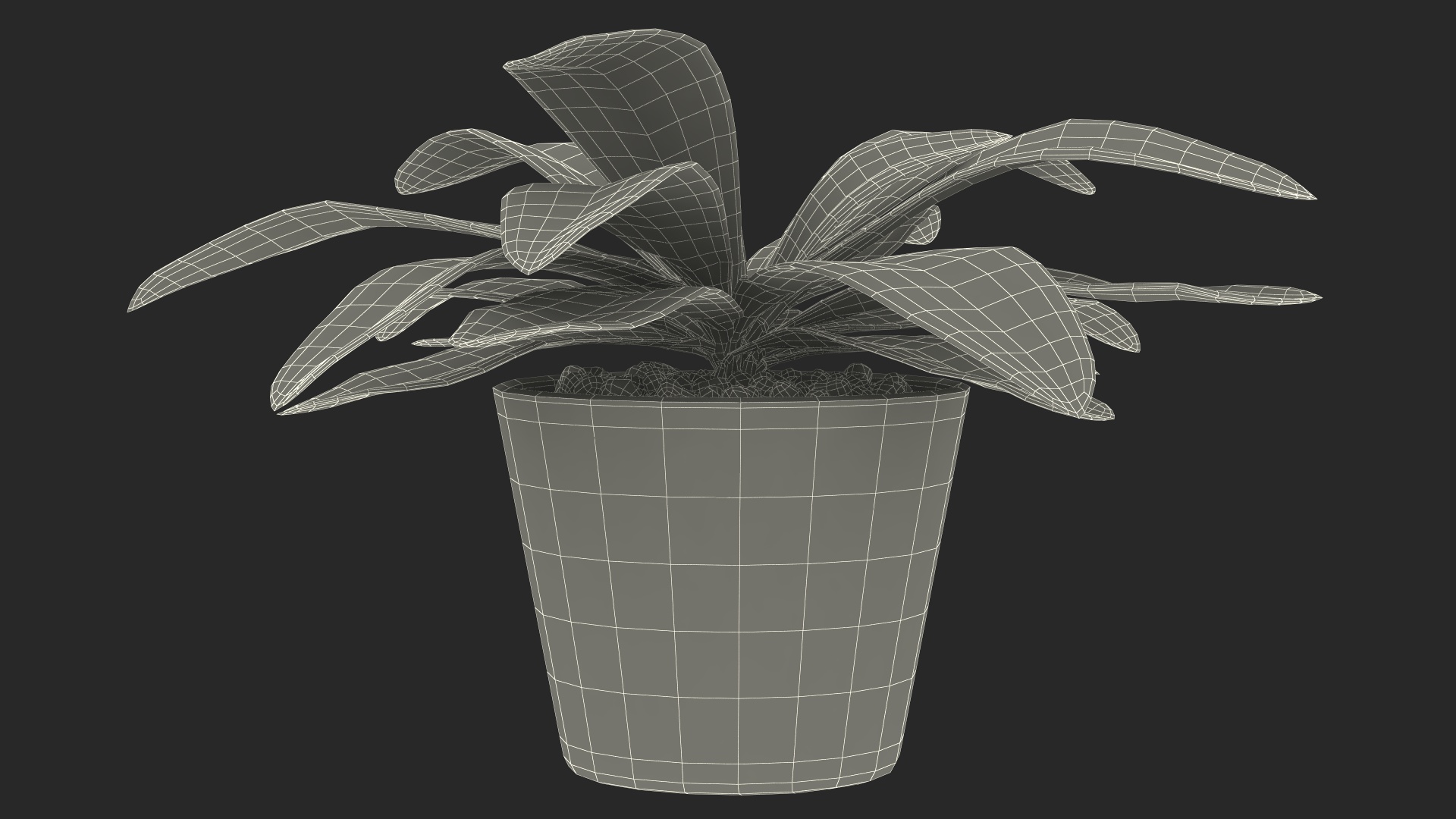 3D model Cordyline Glauca Plant in White Pot