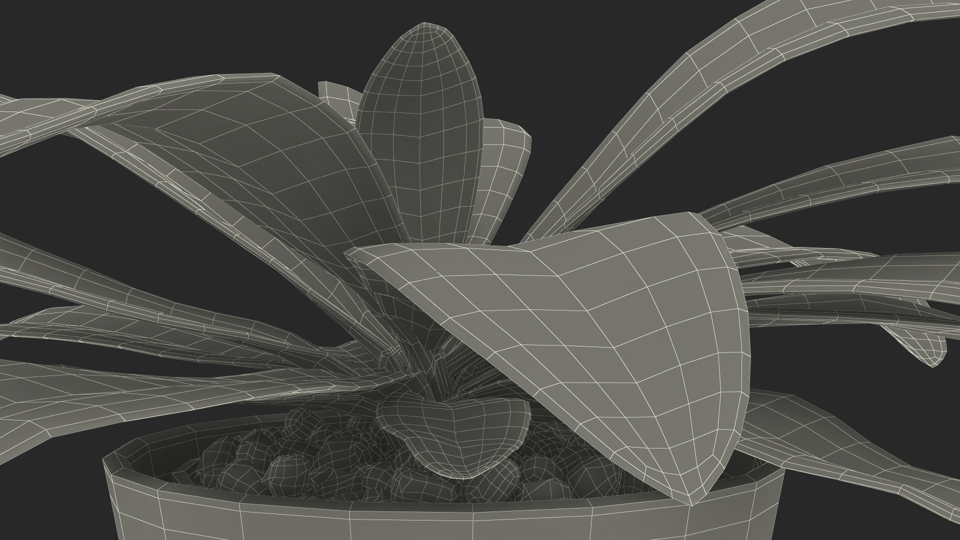 3D model Cordyline Glauca Plant in White Pot