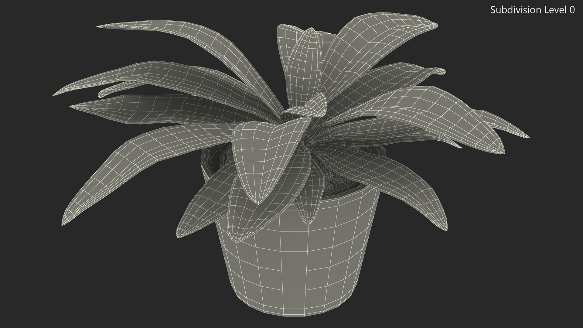 3D model Cordyline Glauca Plant in White Pot