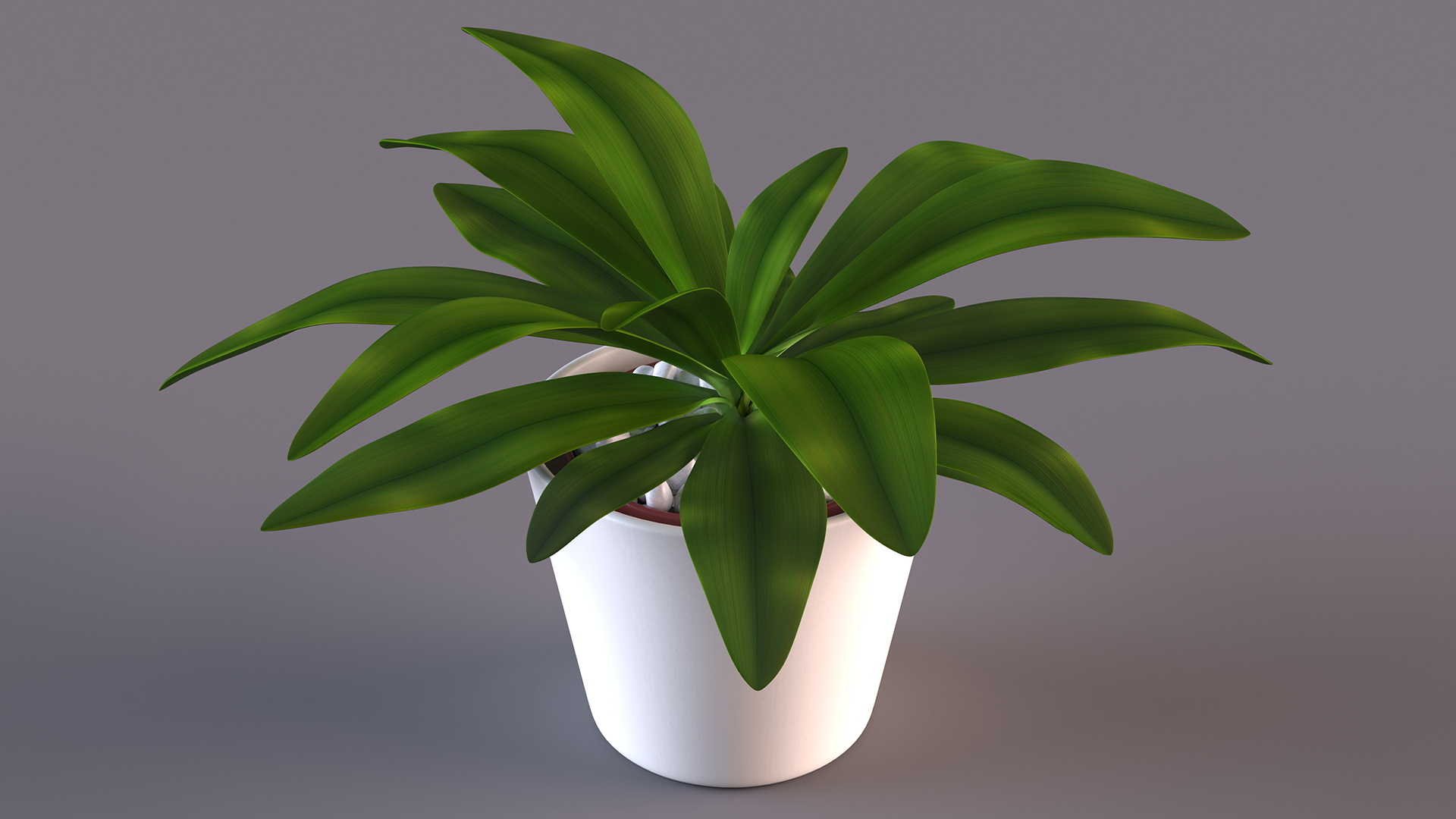 3D model Cordyline Glauca Plant in White Pot
