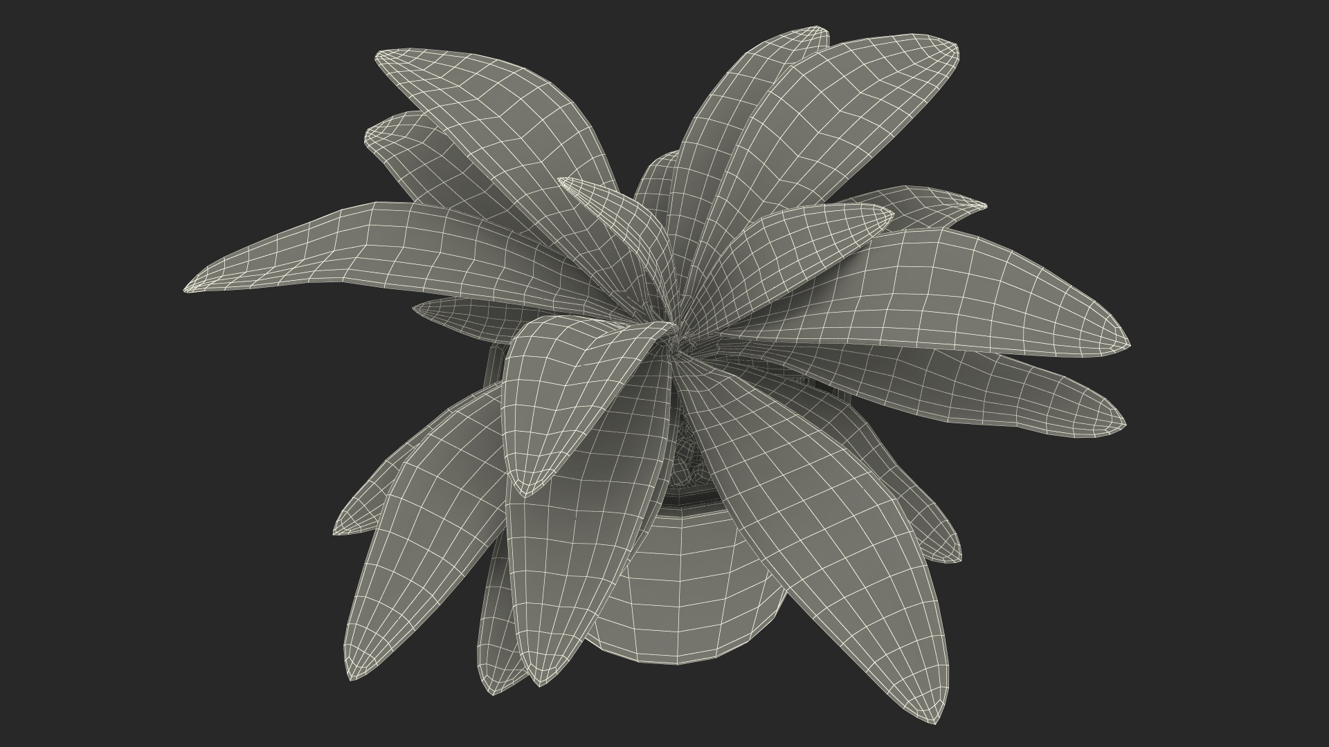 3D model Cordyline Glauca Plant in White Pot