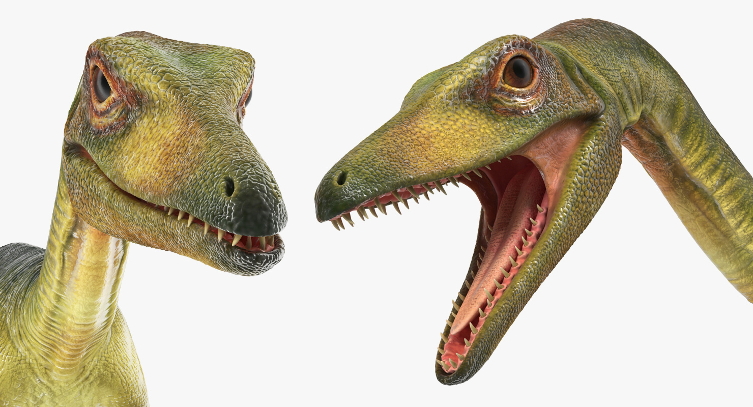Compsognathus Dinosaur Rigged 3D model