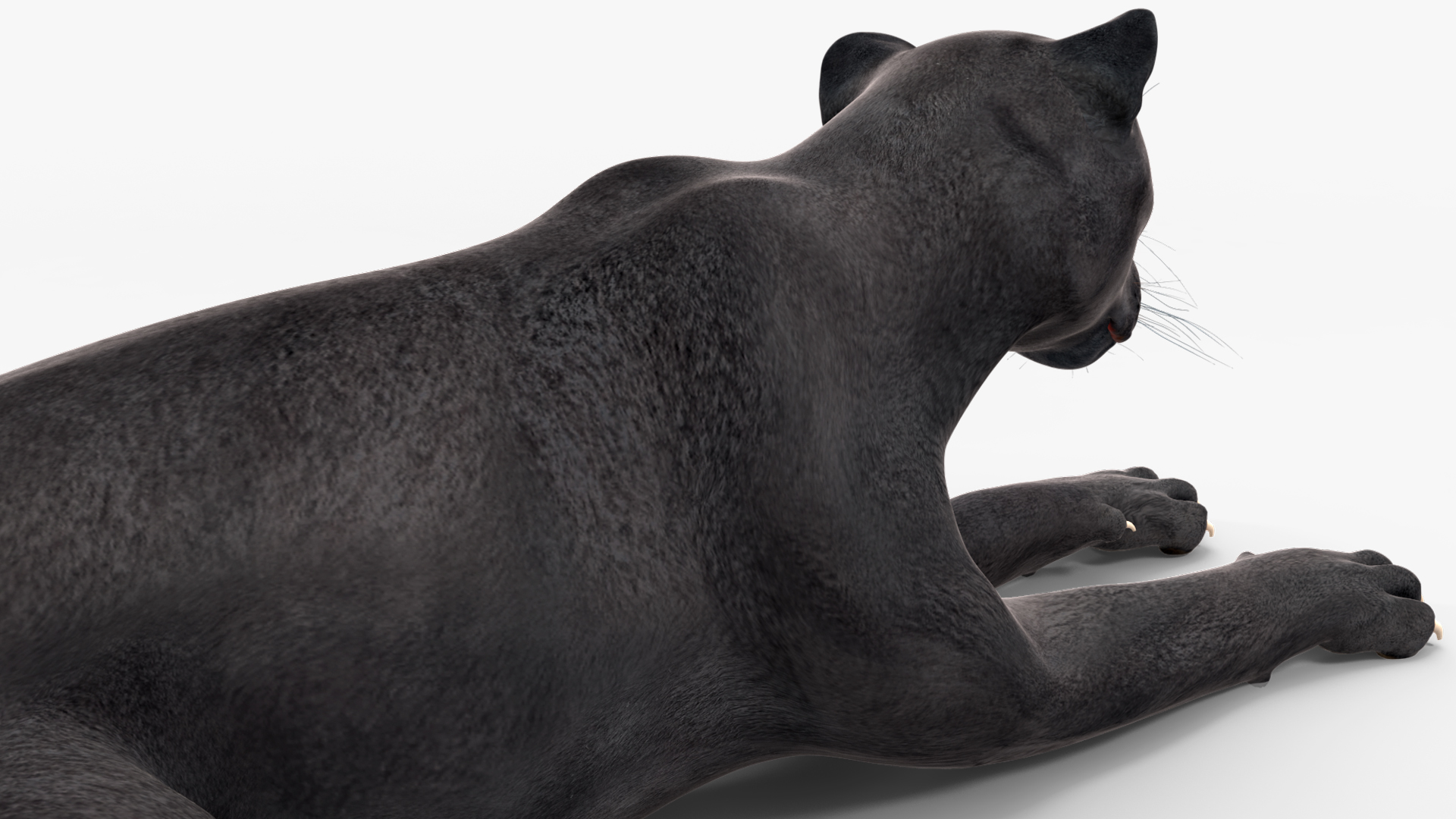 Black Panther Lying Down 3D model