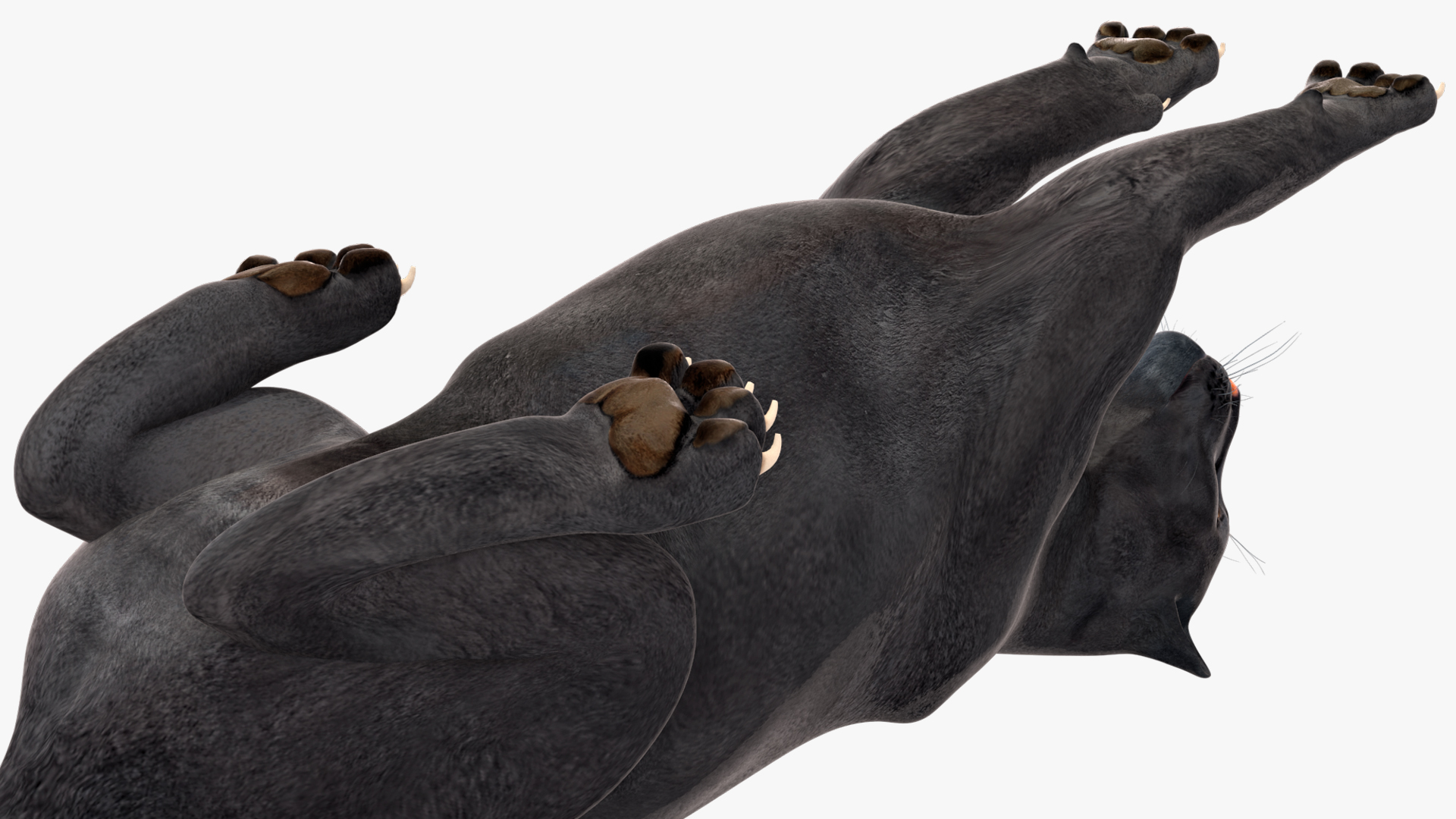 Black Panther Lying Down 3D model