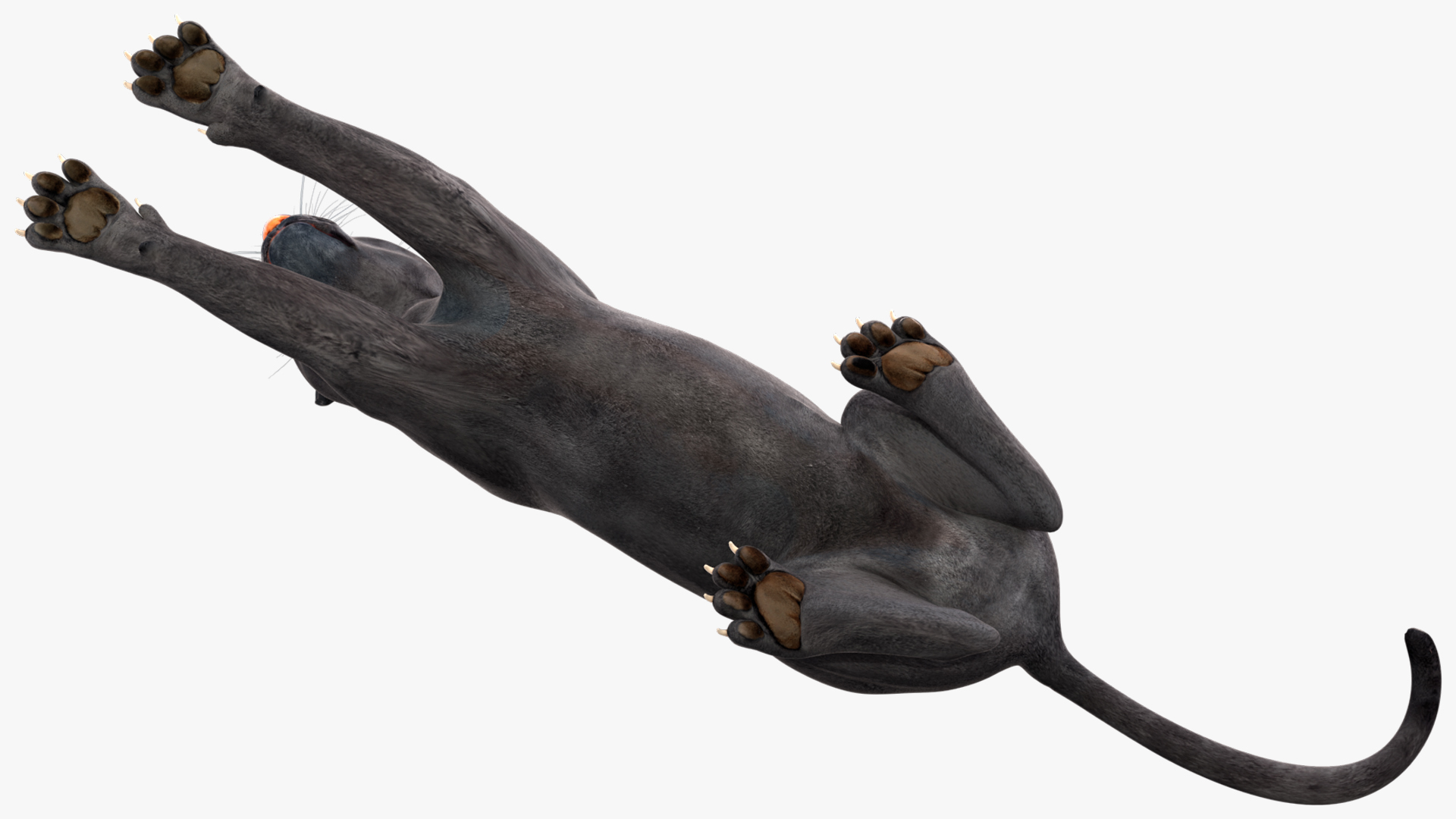 Black Panther Lying Down 3D model
