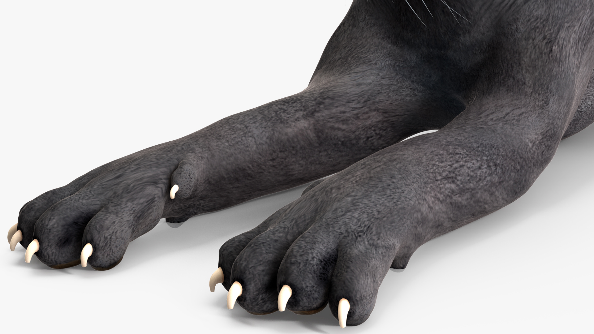 Black Panther Lying Down 3D model
