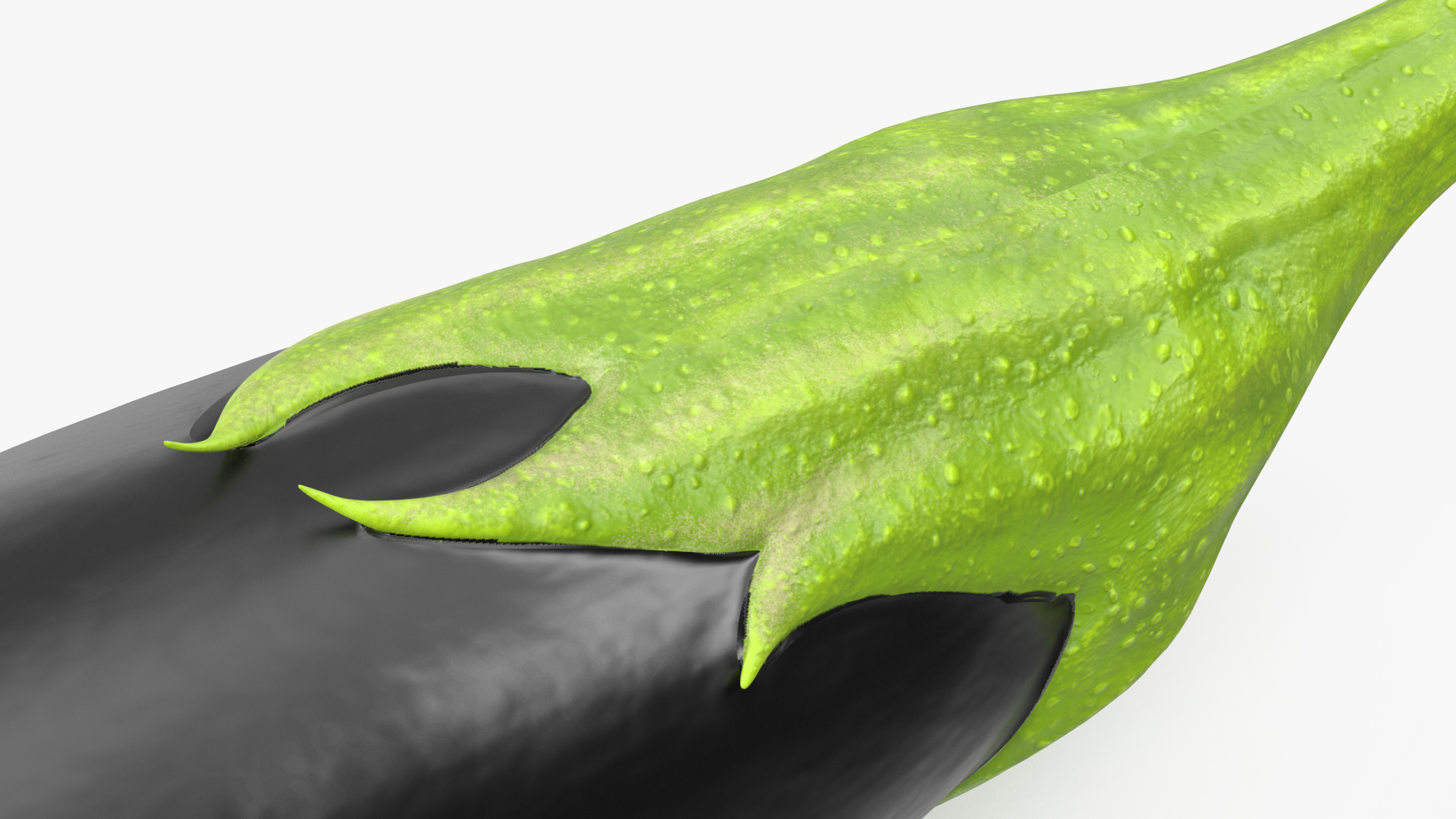 3D Black European Eggplant model