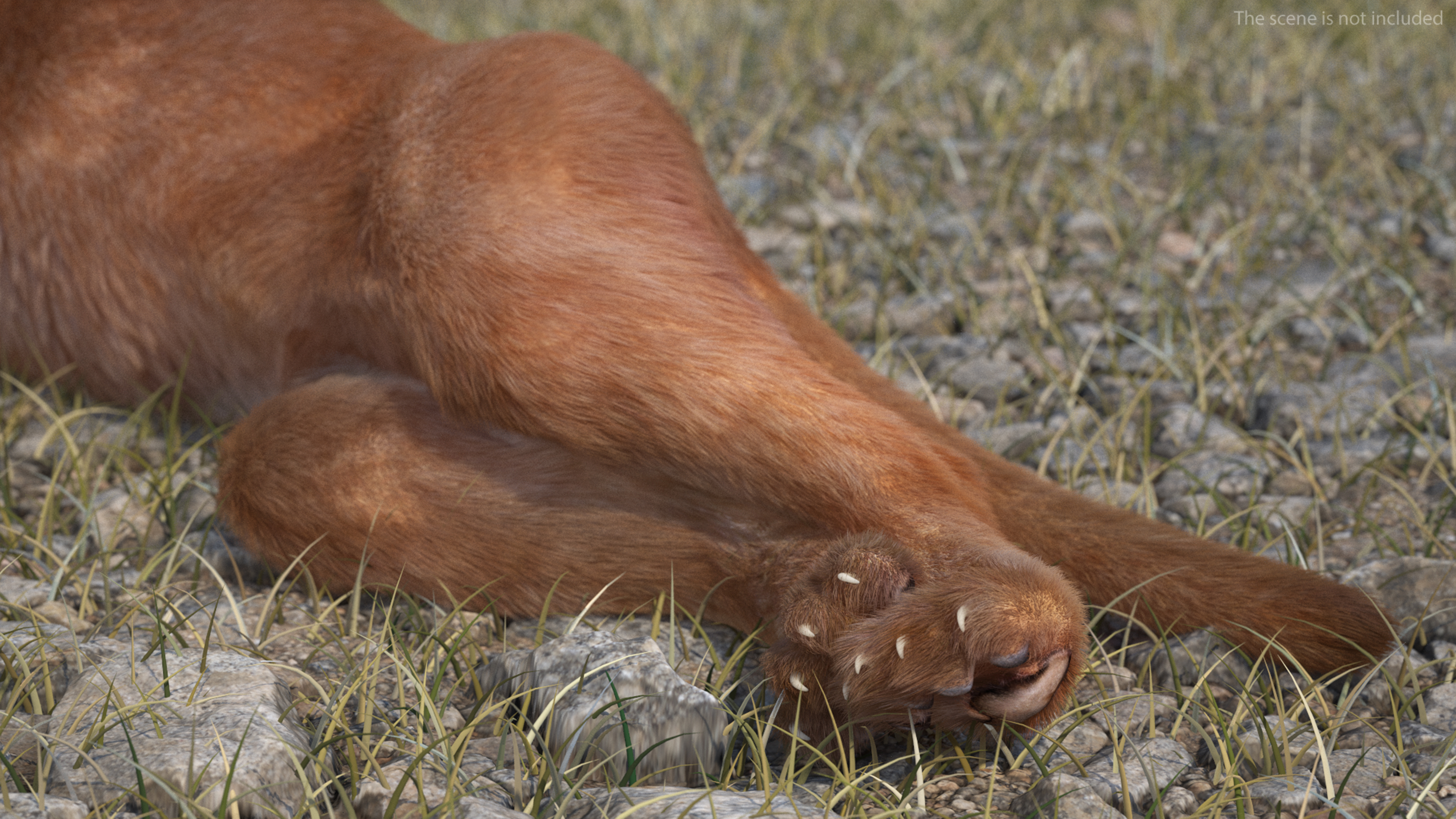 3D Caracal Cat Resting Fur model