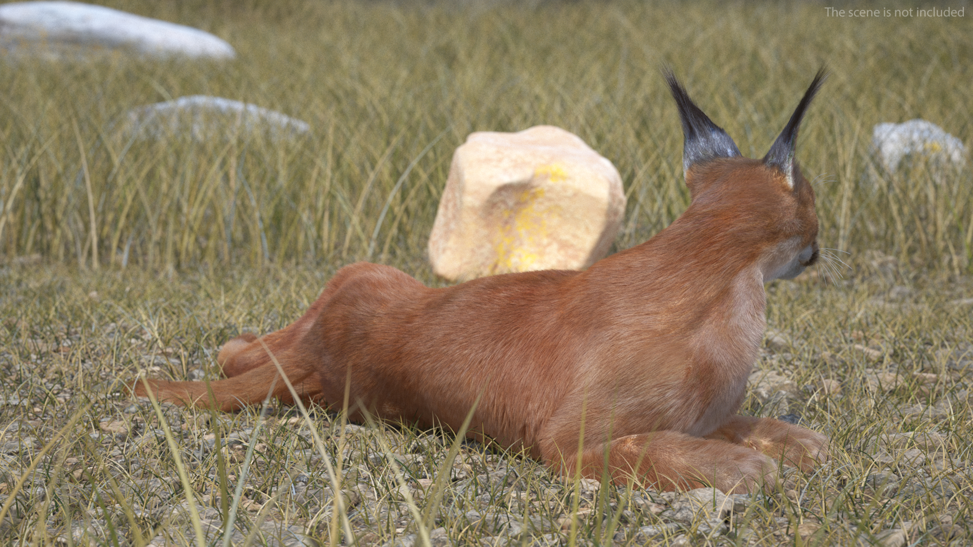 3D Caracal Cat Resting Fur model