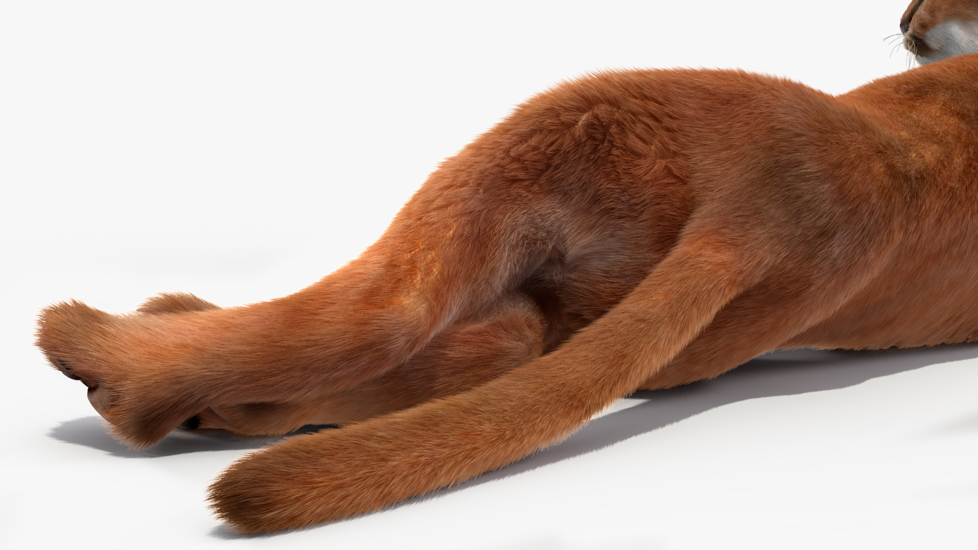 3D Caracal Cat Resting Fur model