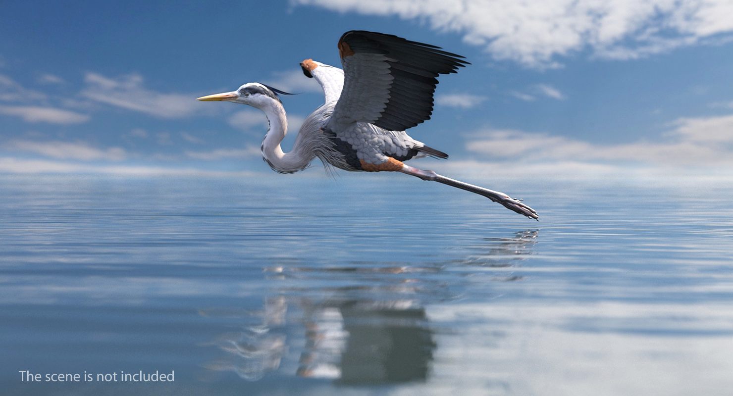 3D Great Blue Heron Rigged model