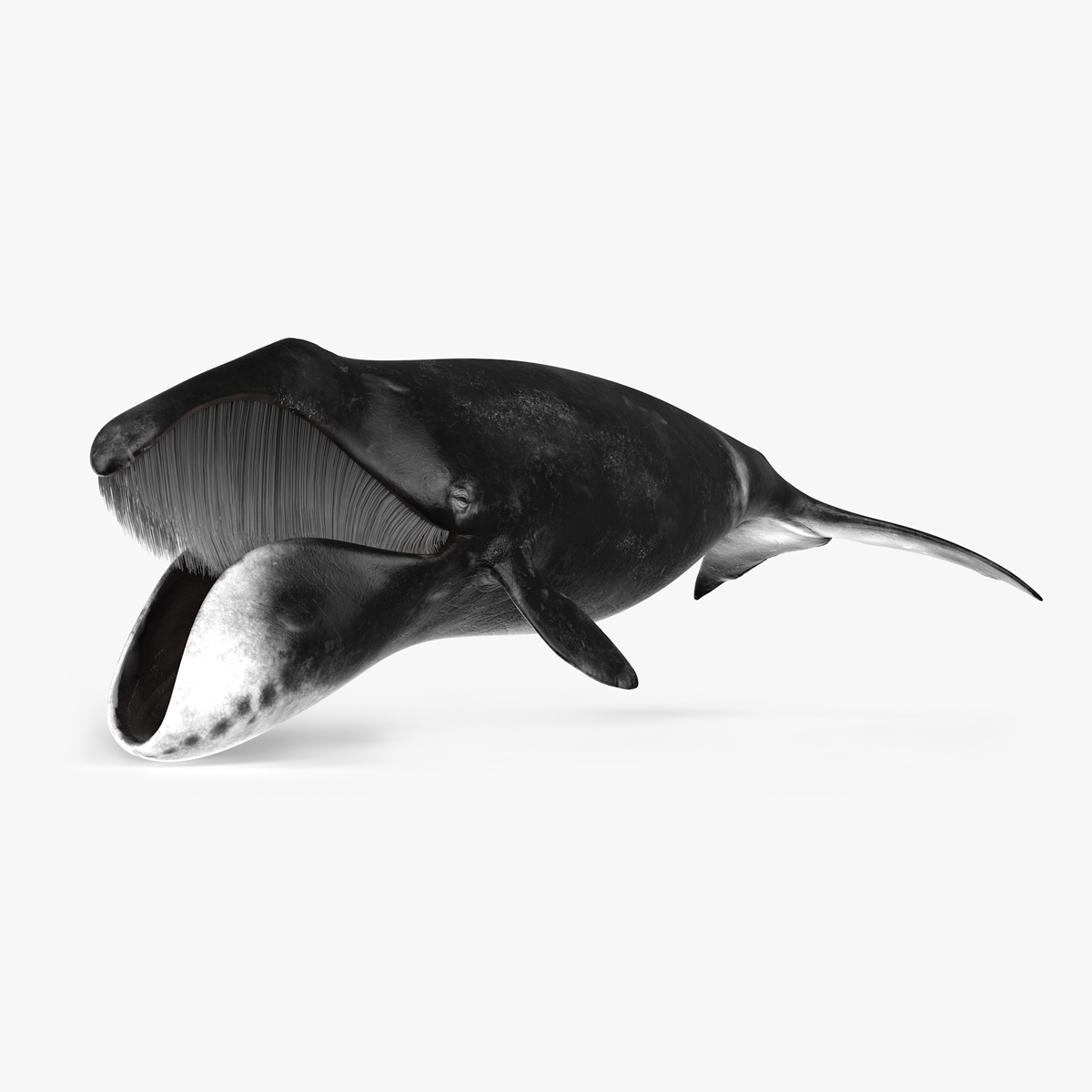 3D model Sea Animal Bowhead Whale Rigged for Cinema 4D
