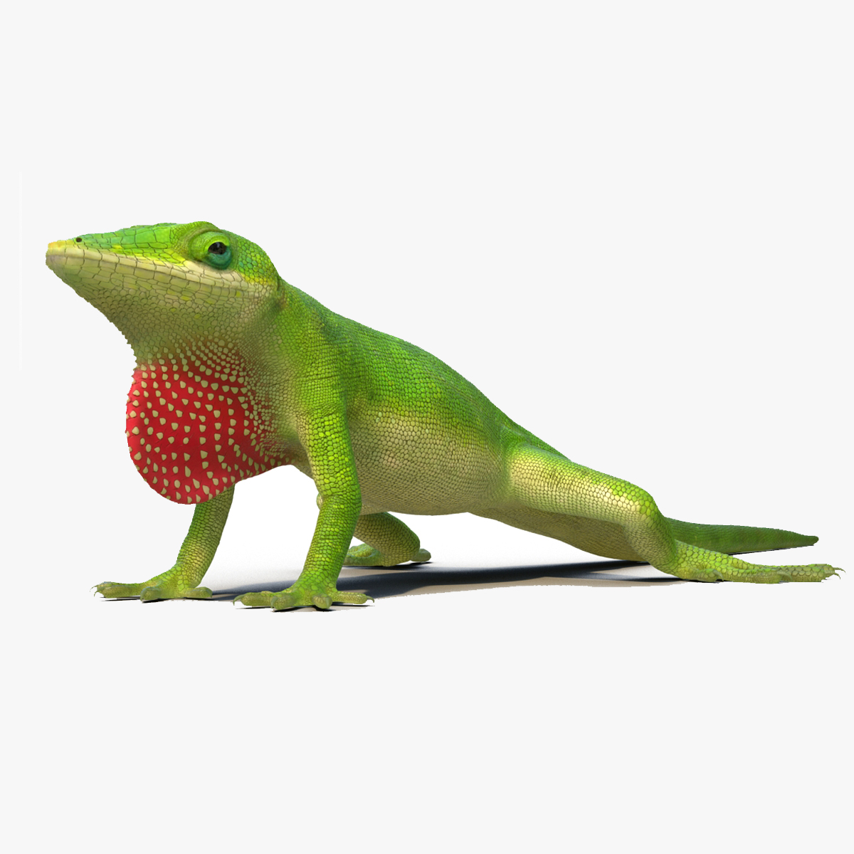 Carolina Anole Lizard Rigged for Cinema 4D 3D