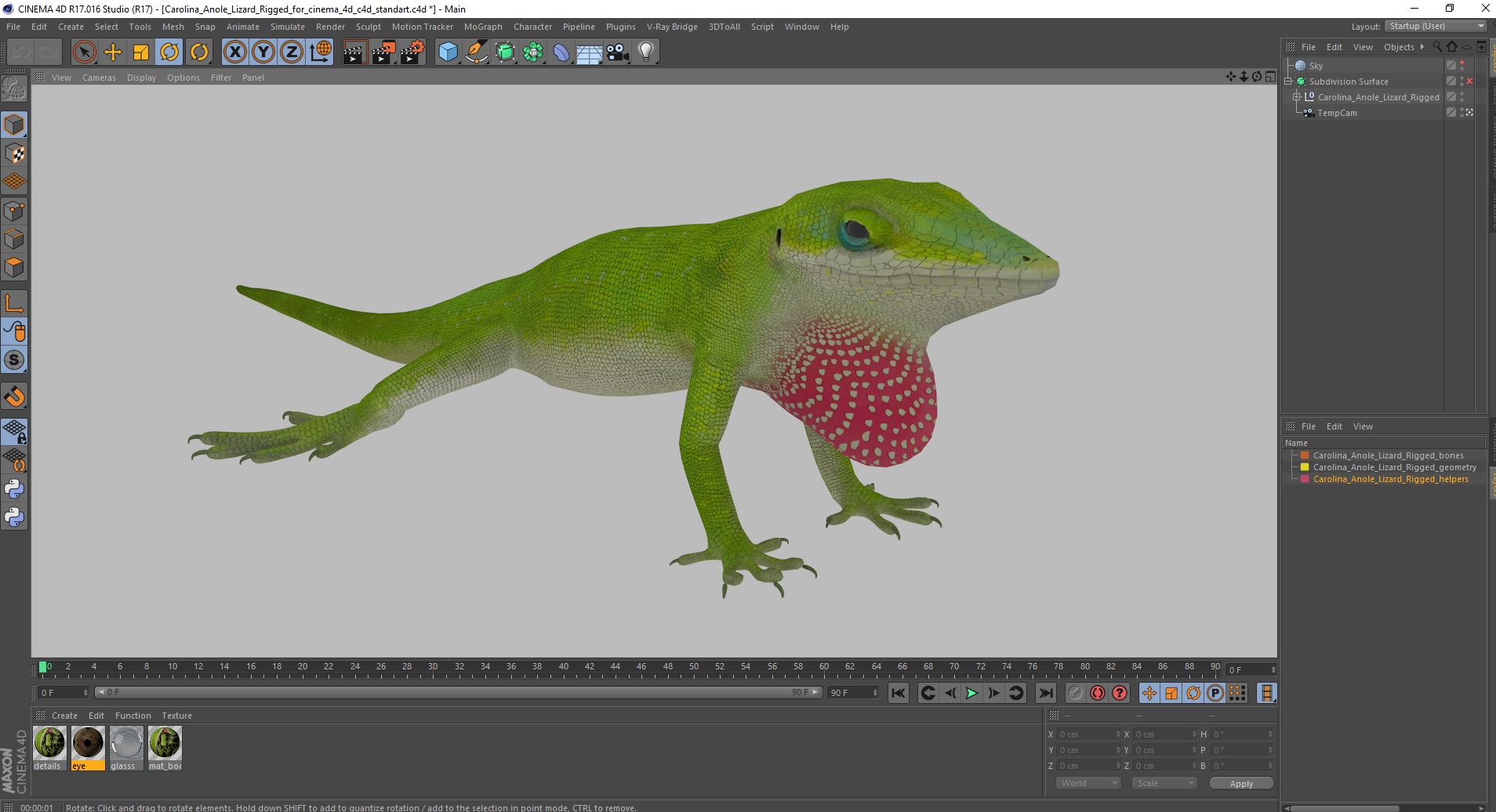 Carolina Anole Lizard Rigged for Cinema 4D 3D
