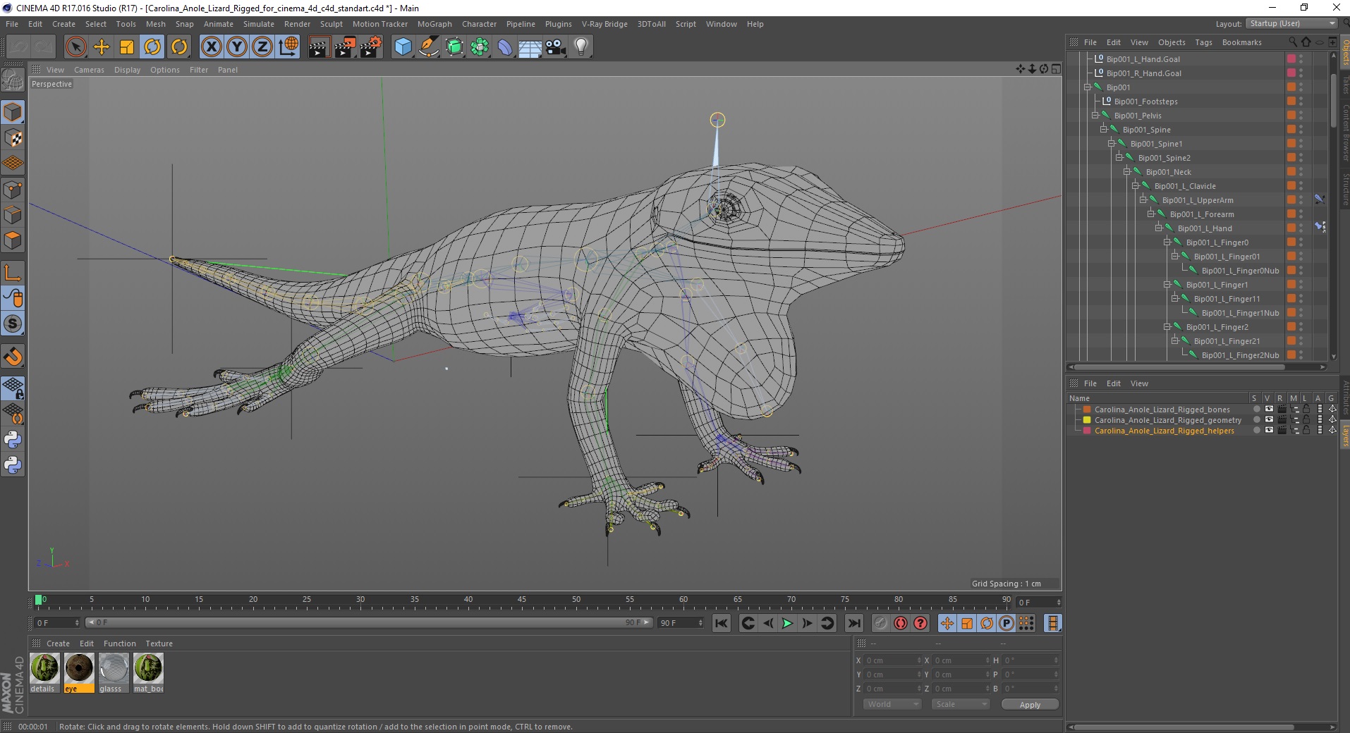 Carolina Anole Lizard Rigged for Cinema 4D 3D
