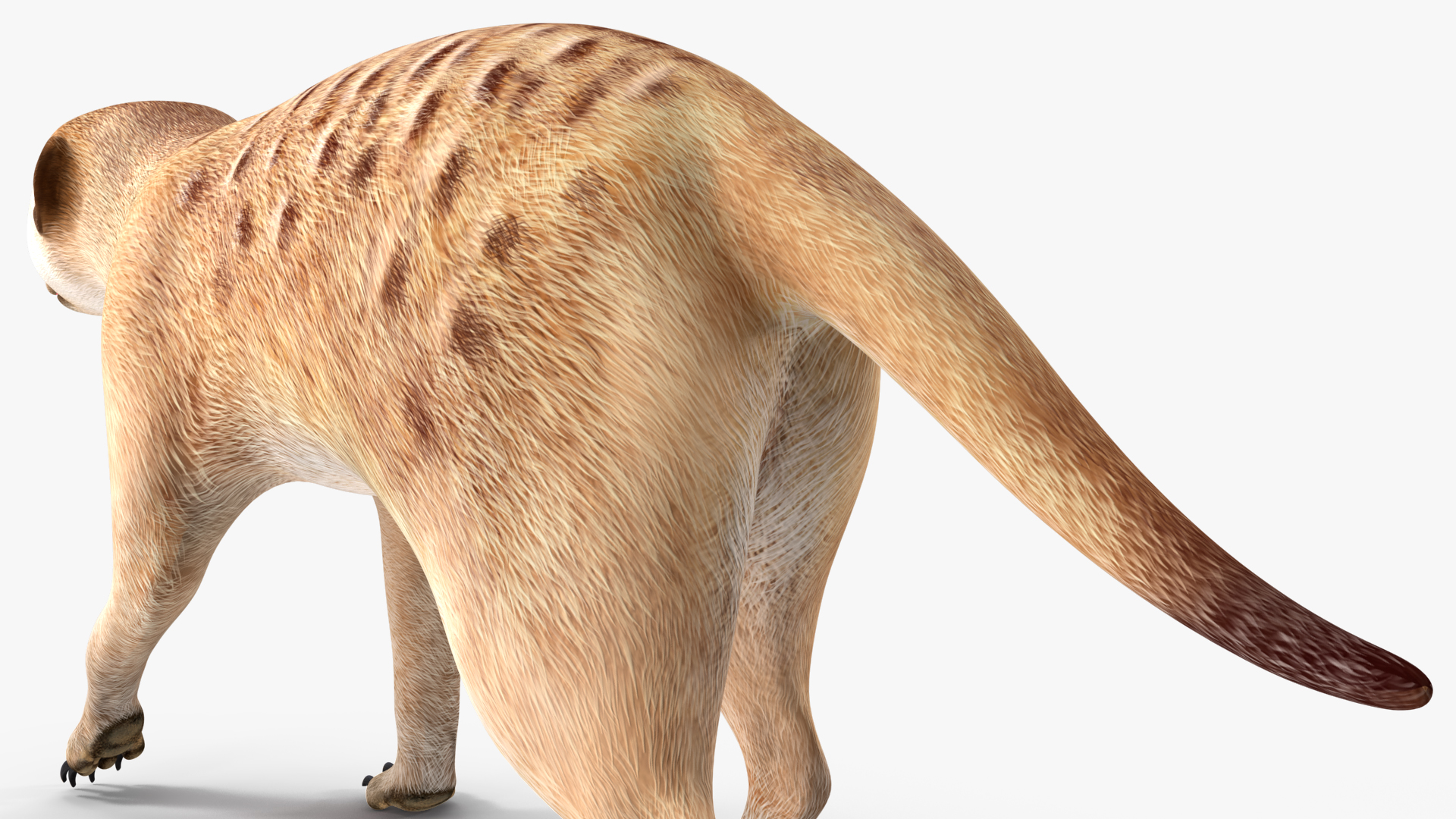 3D model Meerkat Walking Pose