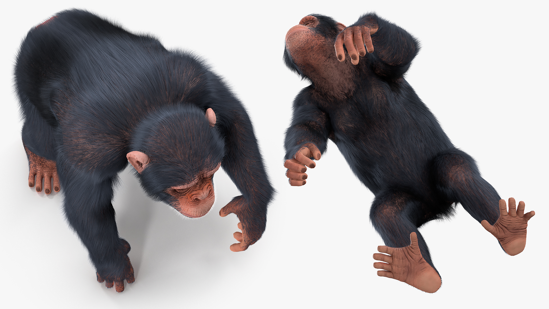 3D Light Chimpanzee Walking Pose Fur model