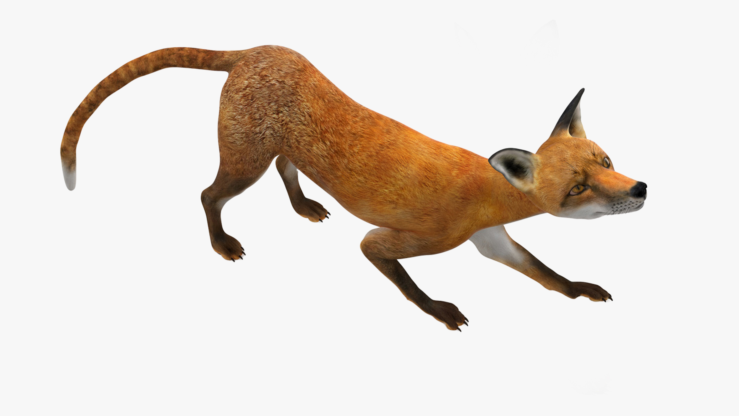 3D Wild European Fox Rigged for Cinema 4D model