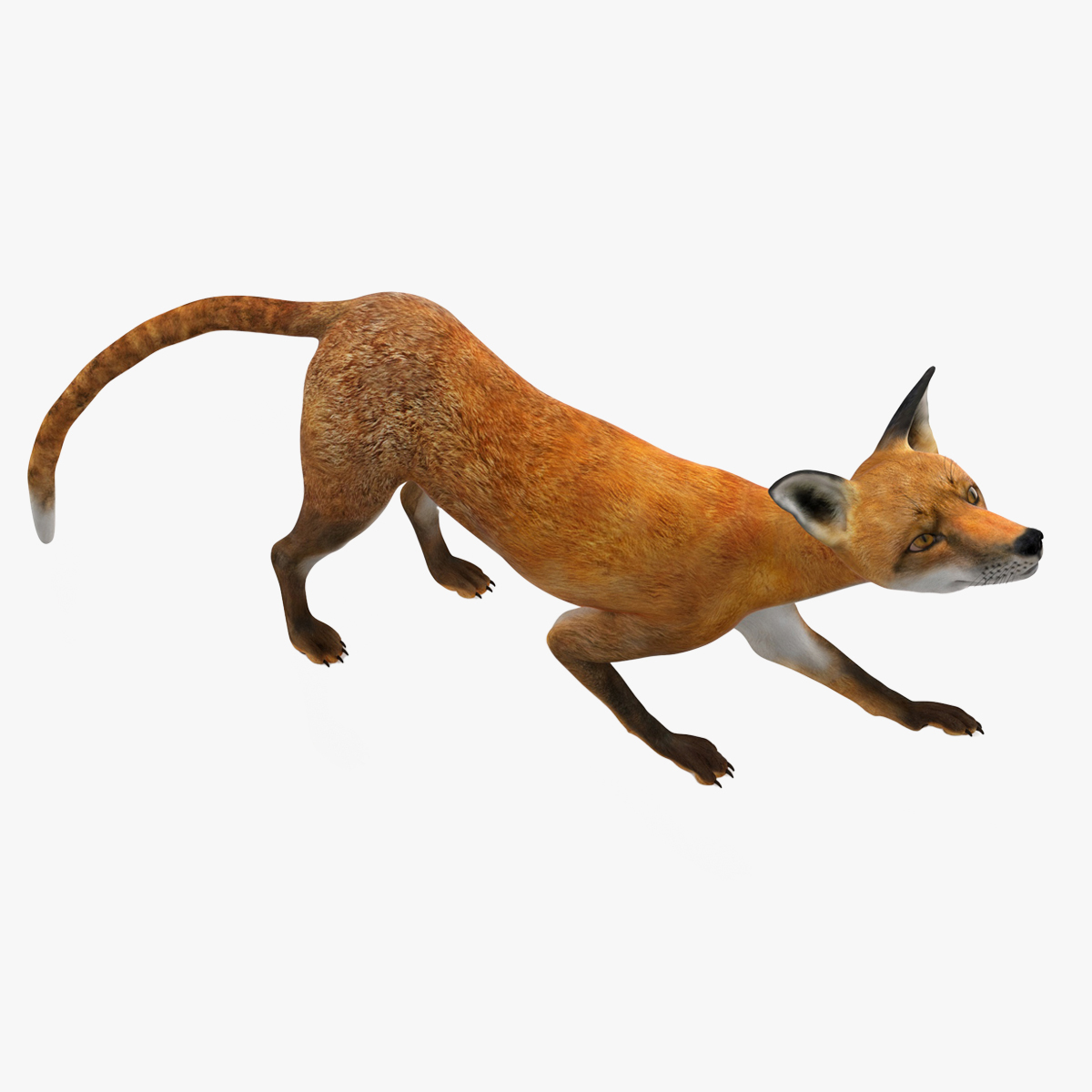 3D Wild European Fox Rigged for Cinema 4D model