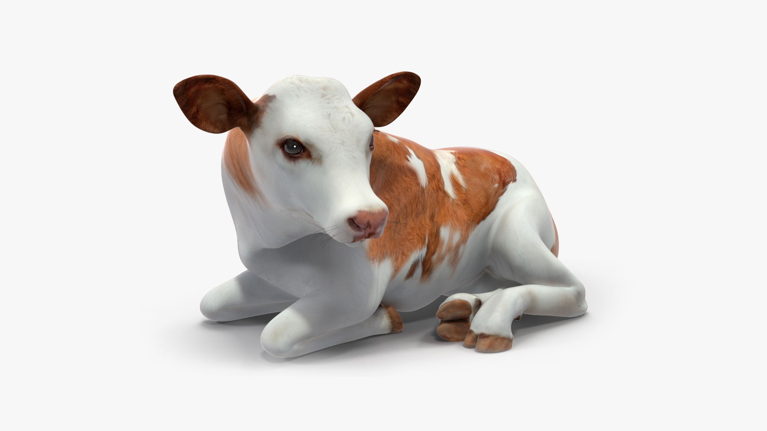 Cow Calf Rigged for Maya 3D model