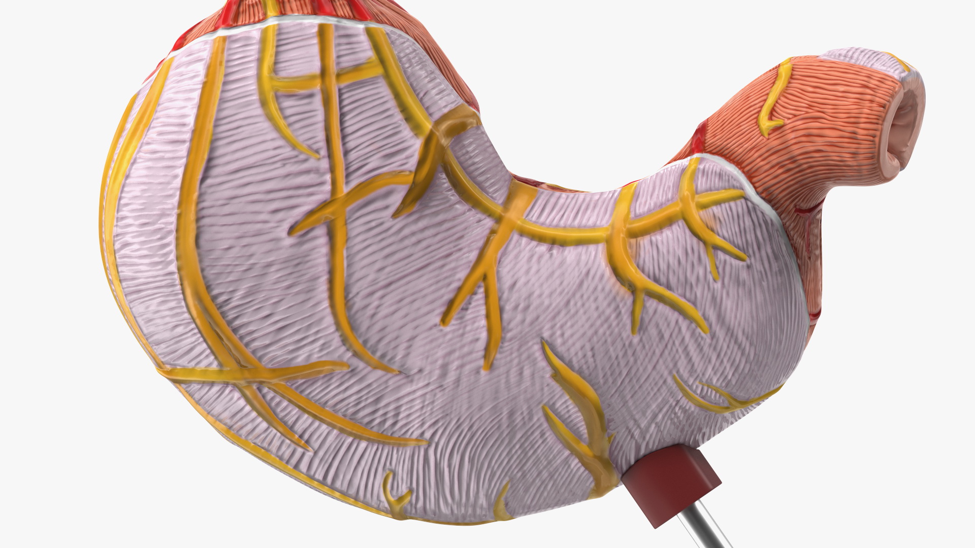 3D Stomach Medical Model