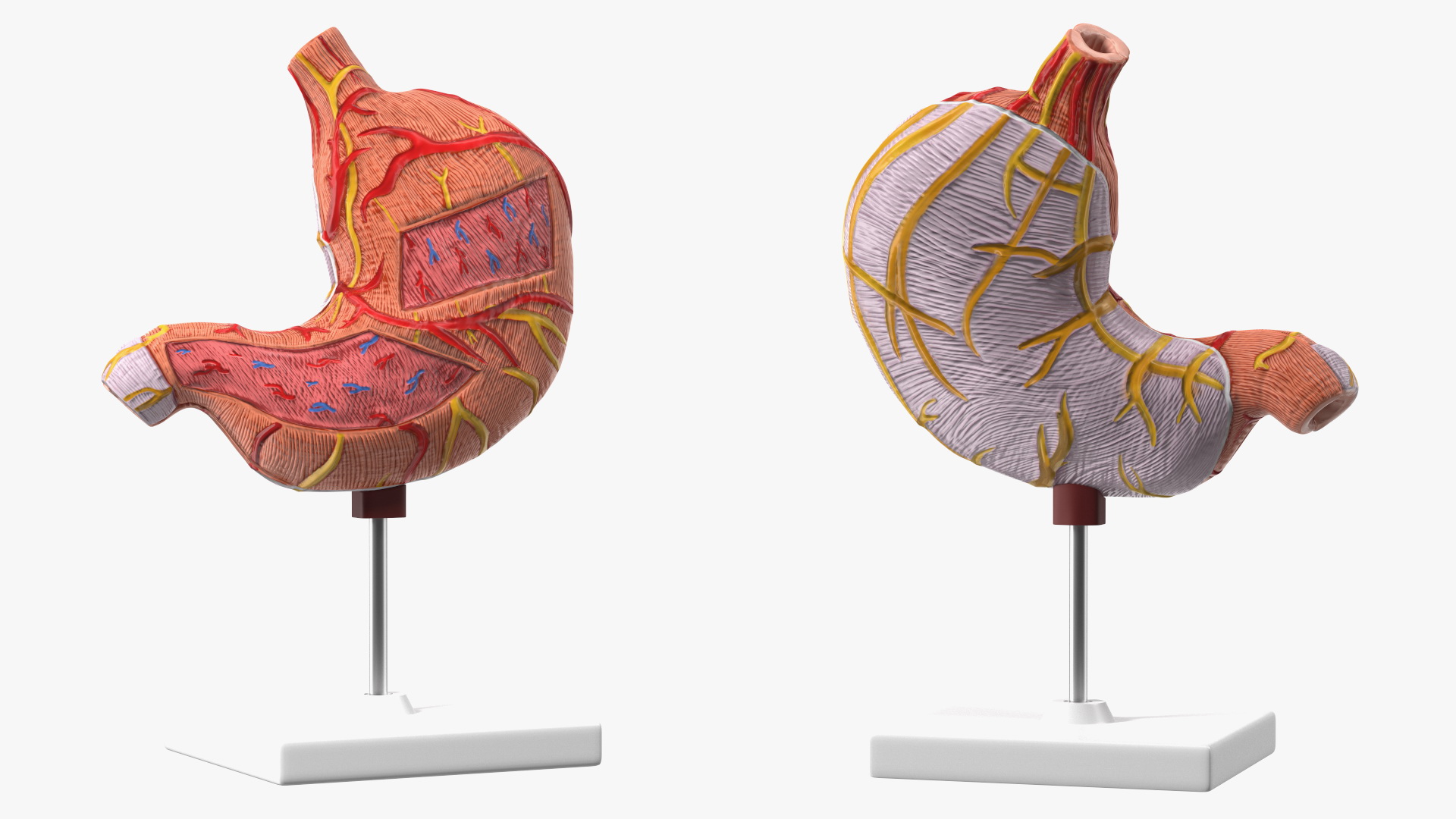 3D Stomach Medical Model